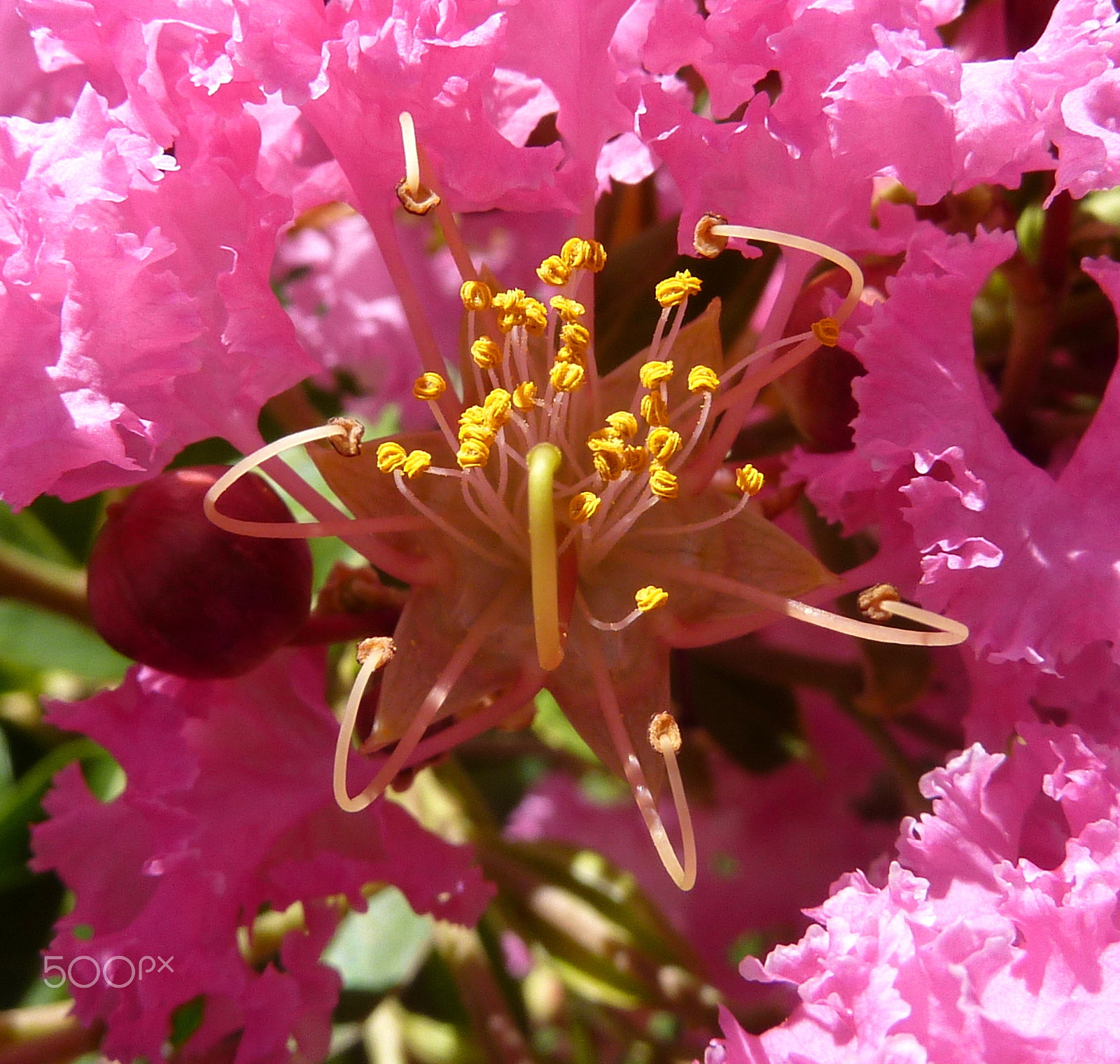 Panasonic Lumix DMC-ZS1 (Lumix DMC-TZ6) sample photo. Flower photography