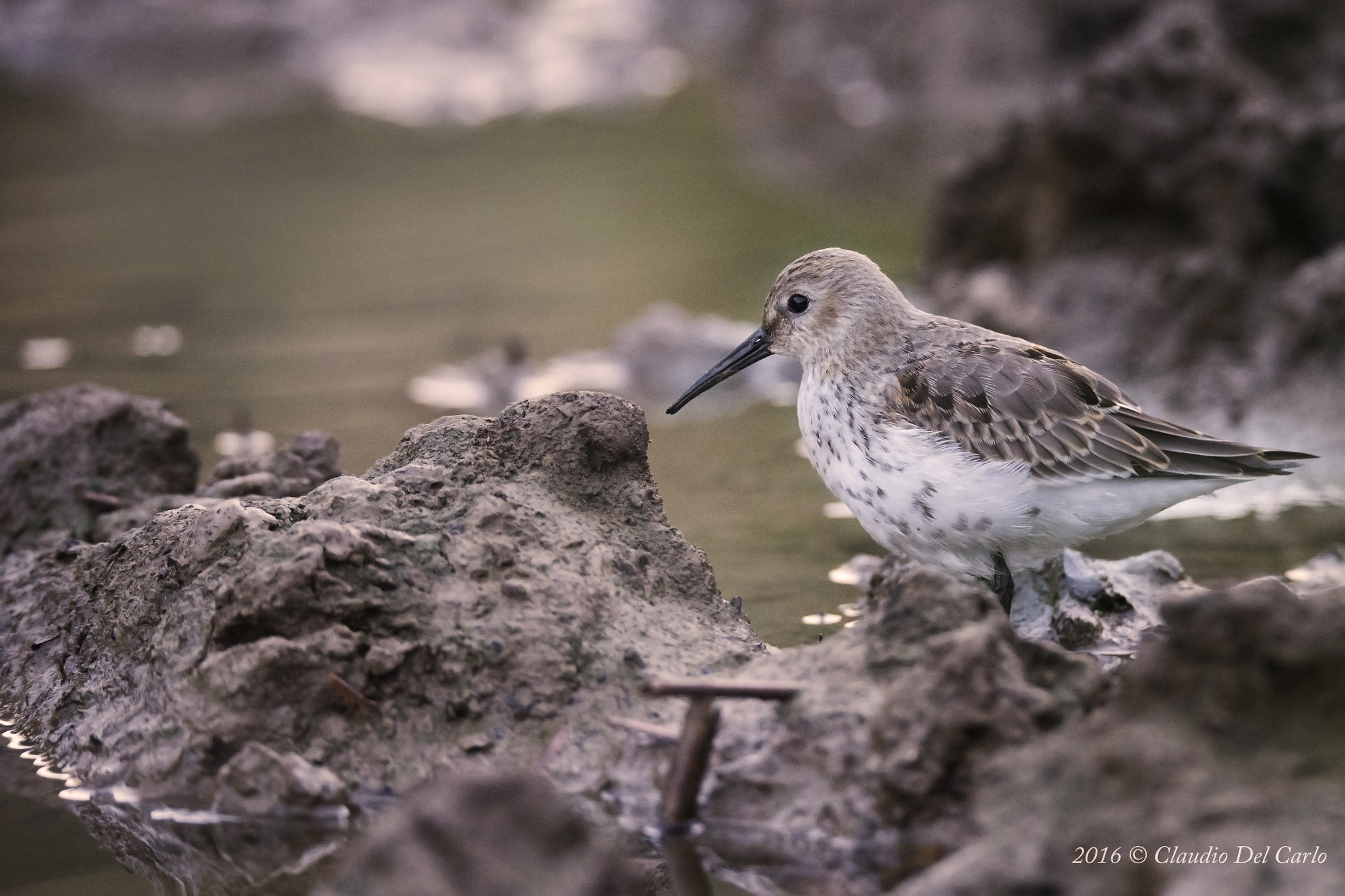Sigma 150-600mm F5-6.3 DG OS HSM | S sample photo. Dsc photography