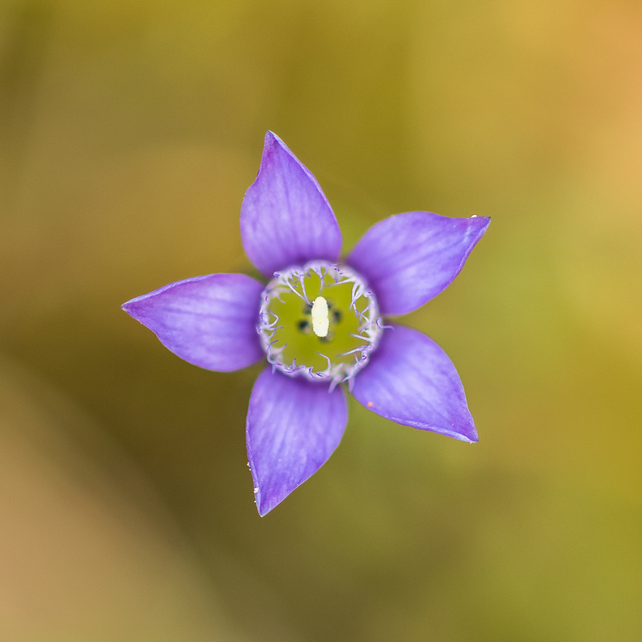 Canon EOS 6D + ZEISS Makro-Planar T* 100mm F2 sample photo. Deutscher enzian gentianella germanica photography