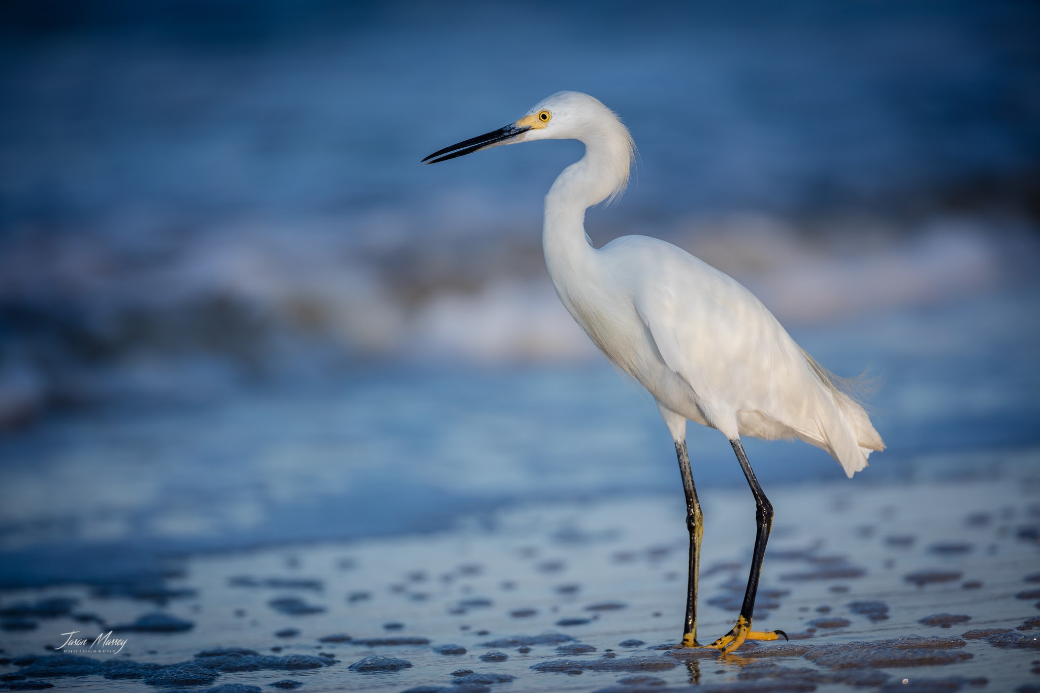 Canon EF 500mm F4L IS USM sample photo. Snowy egret at dawn photography
