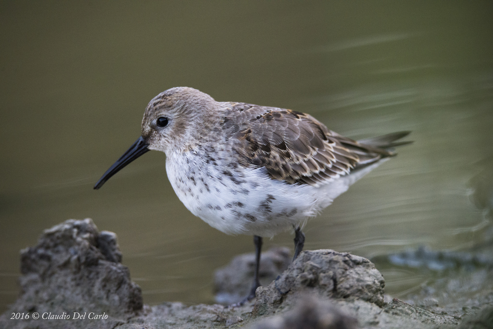 Sigma 150-600mm F5-6.3 DG OS HSM | S sample photo. Dsc photography