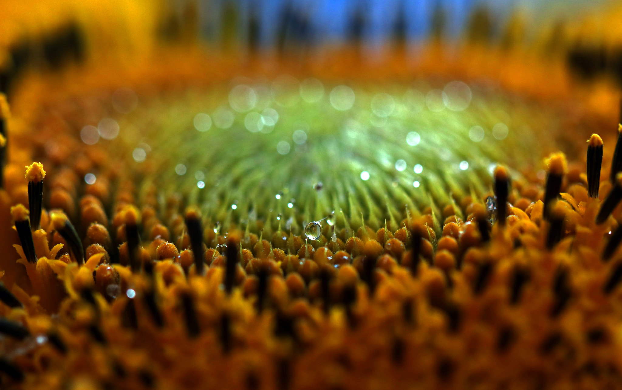 Canon EOS 80D + Canon EF 100mm F2.8L Macro IS USM sample photo. Close up...sunflower photography