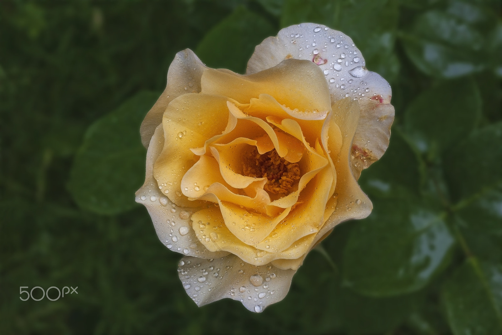 Nikon D700 + AF Micro-Nikkor 55mm f/2.8 sample photo. Sarı gül (yellow rose).. photography