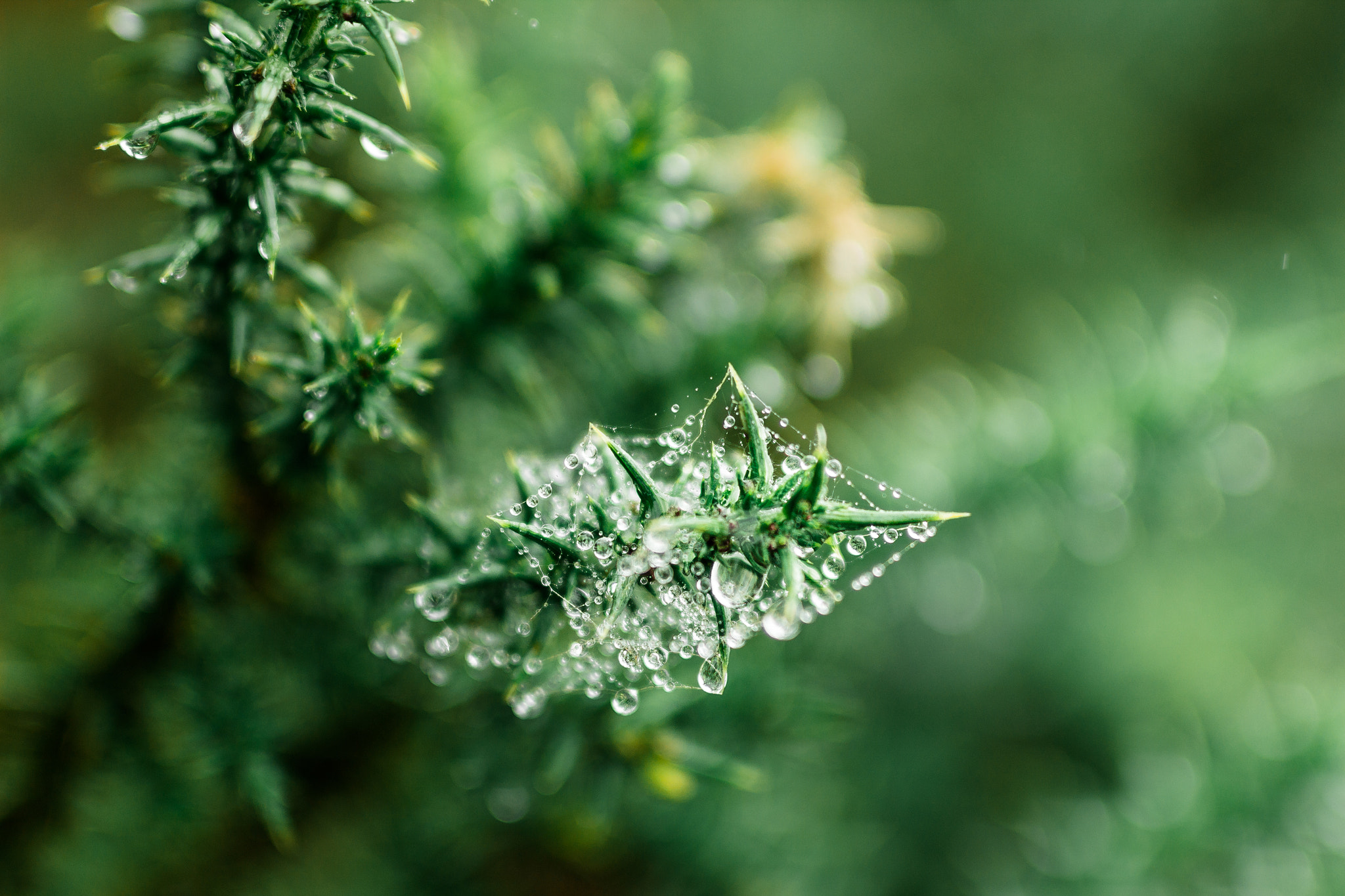 ZEISS Milvus 50mm F1.4 sample photo. Morning dew photography