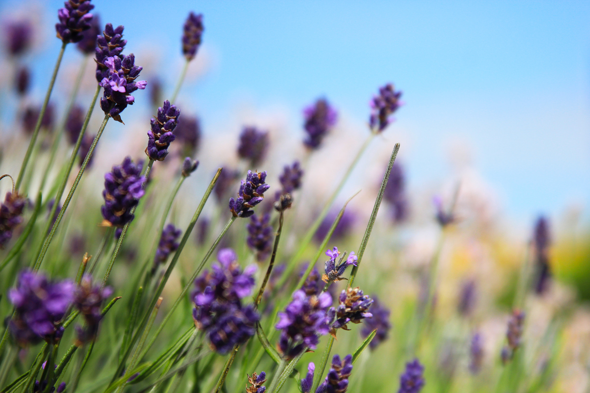Canon EF 28-135mm F3.5-5.6 IS USM sample photo. Lavenders of aarhus photography