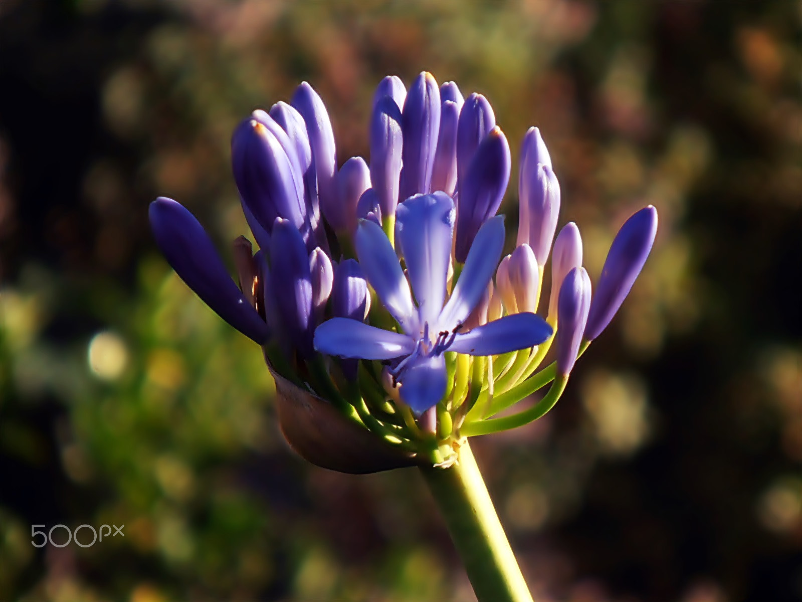 Olympus VR325,VR320,D725 sample photo. Agapanto photography