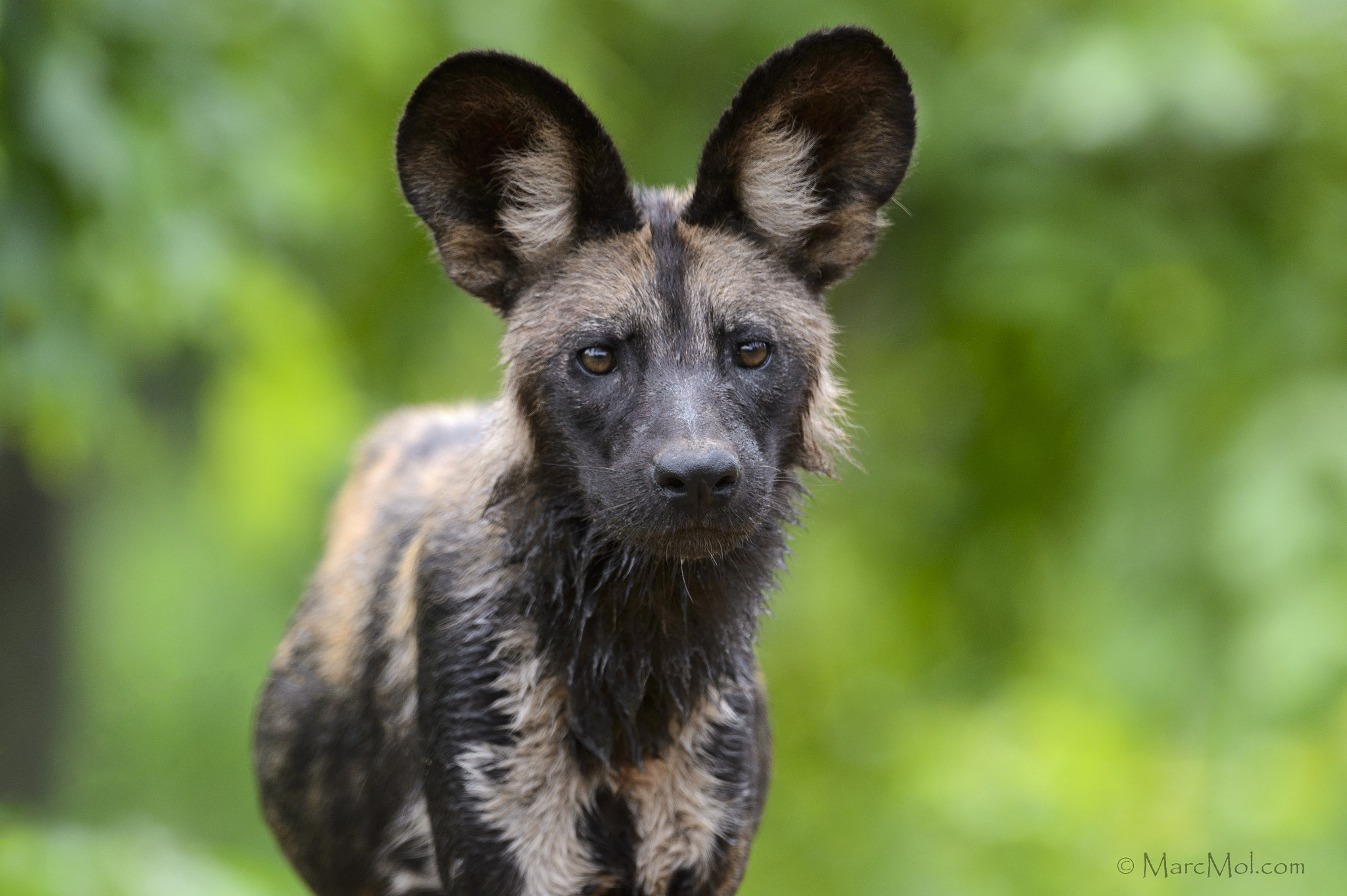 Nikon AF-S Nikkor 400mm F2.8E FL ED VR sample photo. Emerald season wild dog photography