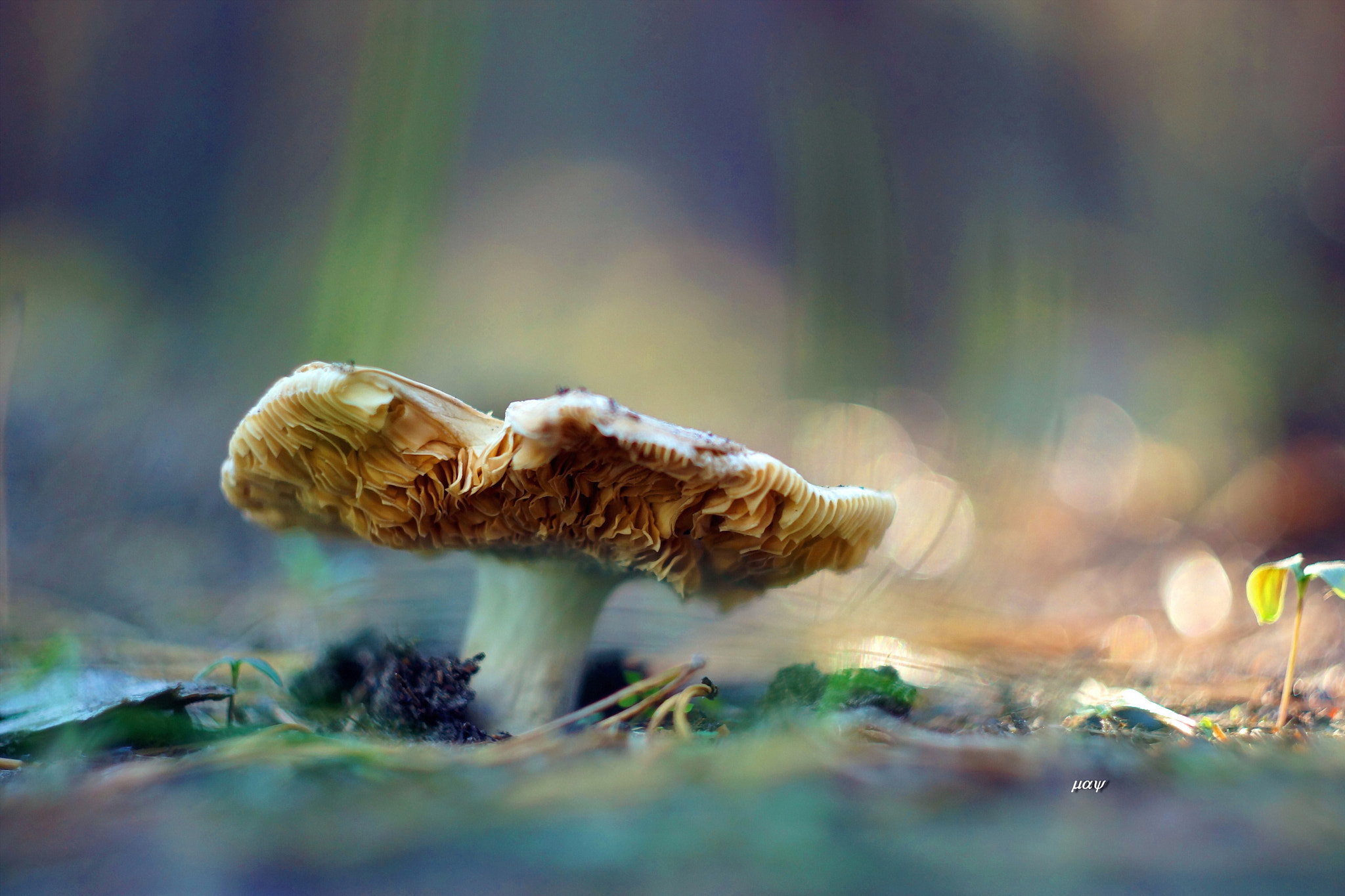 Sony SLT-A65 (SLT-A65V) + Minolta AF 50mm F1.7 sample photo. Mushroom photography