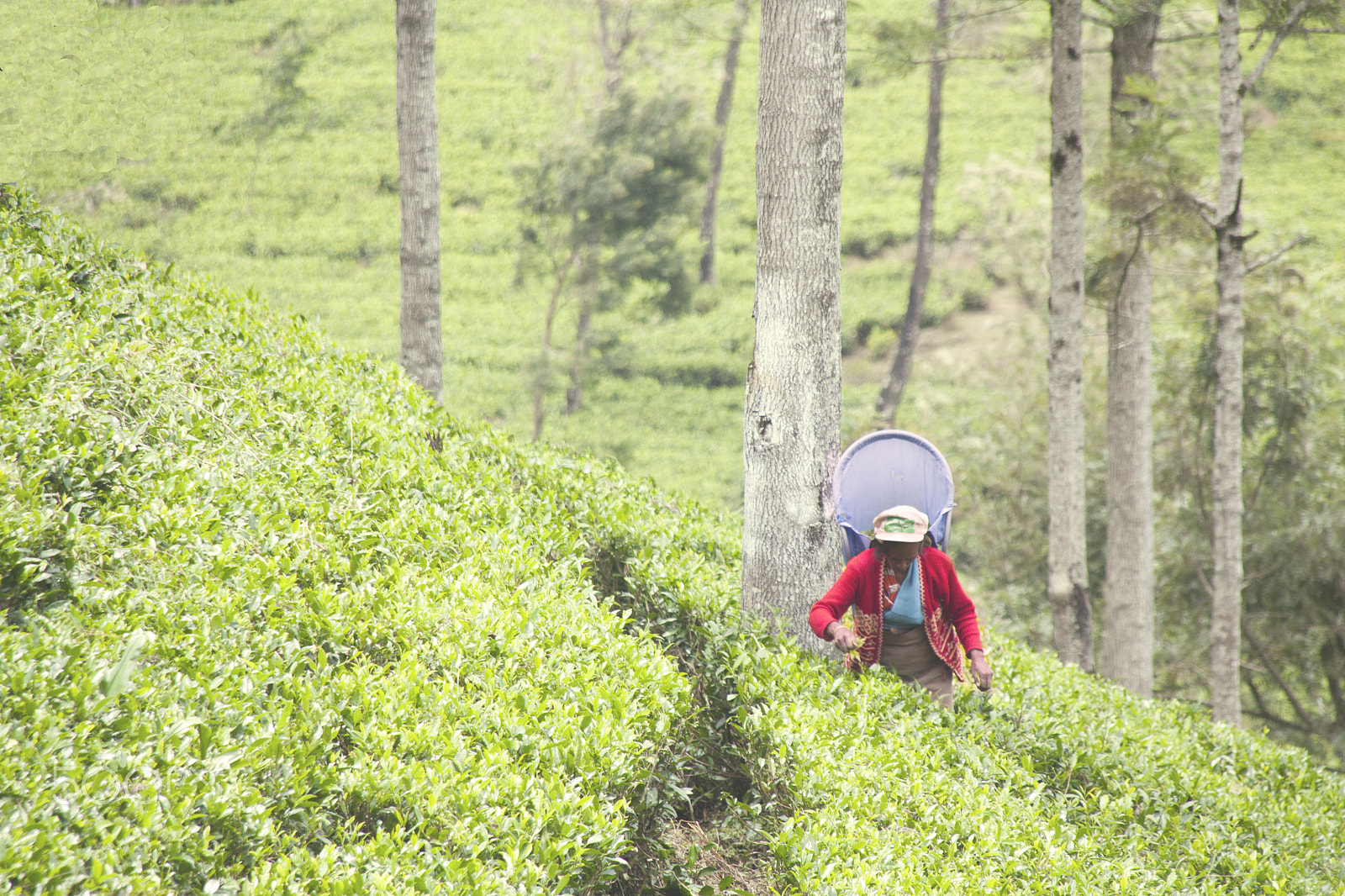 Sigma 18-200mm f/3.5-6.3 DC OS sample photo. Worker in nuwara eliya tea plantation photography