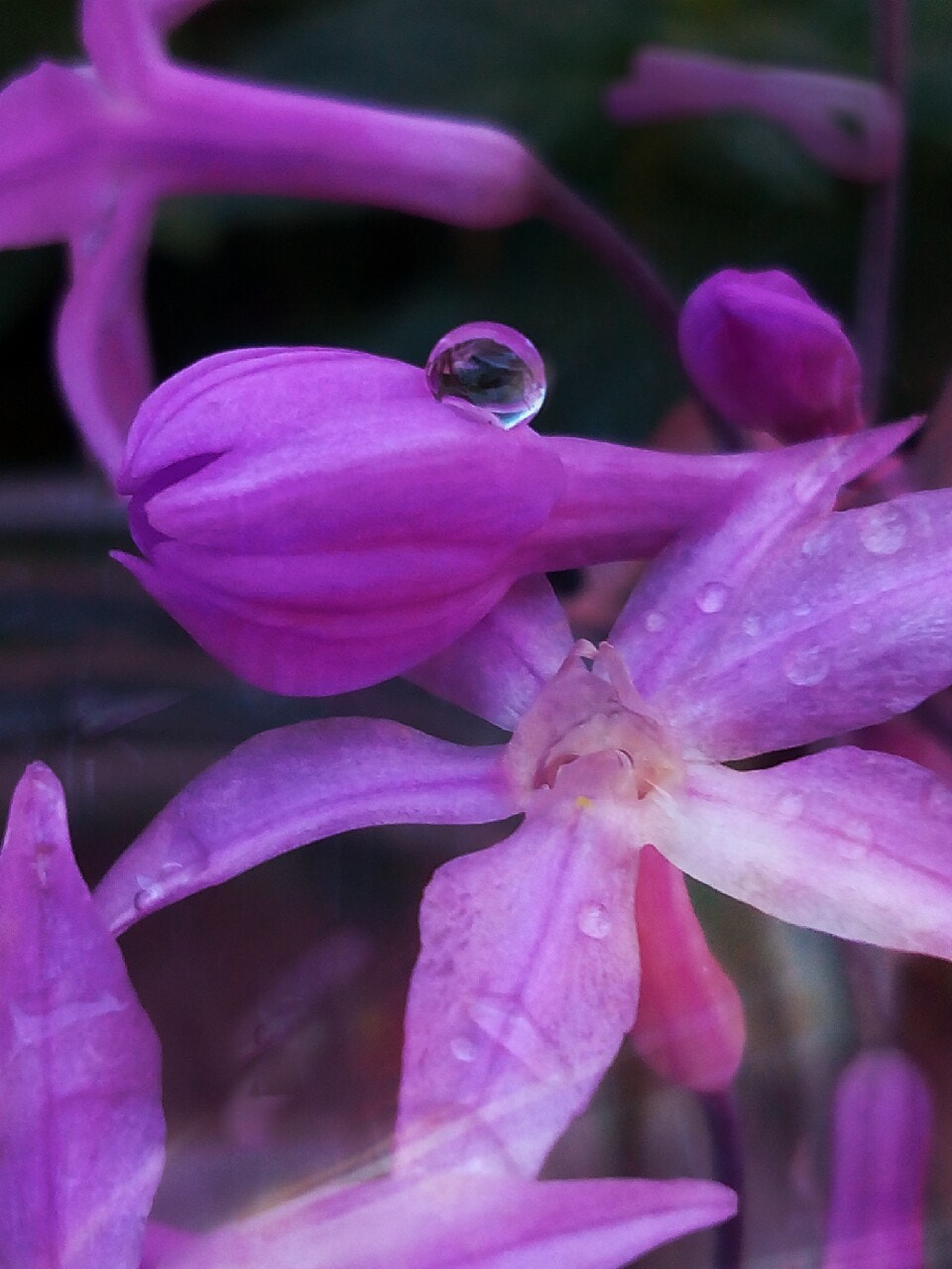 bq Aquaris E5 HD sample photo. Flor silvestre photography