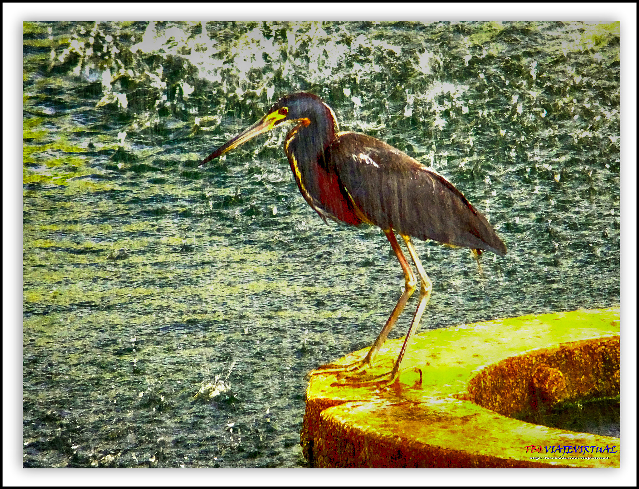 Fujifilm FinePix F850EXR sample photo. Louisiana heron. hydranassa tricolor. dark herons. photography