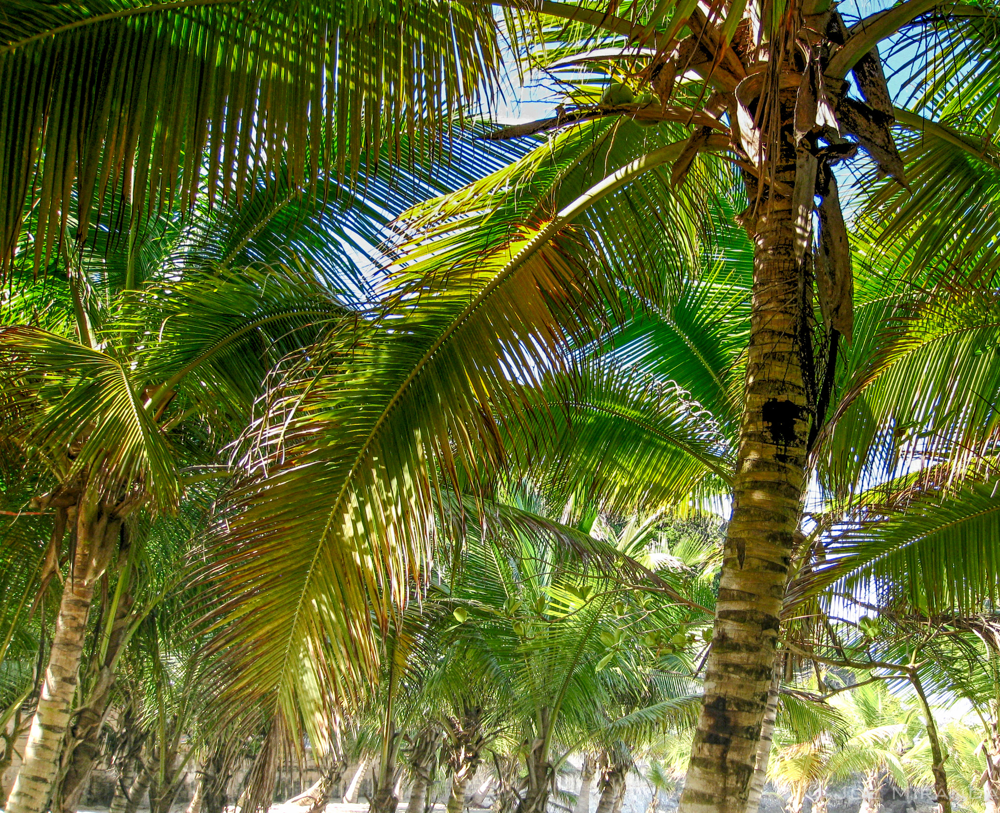 Canon PowerShot SD890 IS (Digital IXUS 970 IS / IXY Digital 820 IS) sample photo. Puerto rico - palm trees iii photography