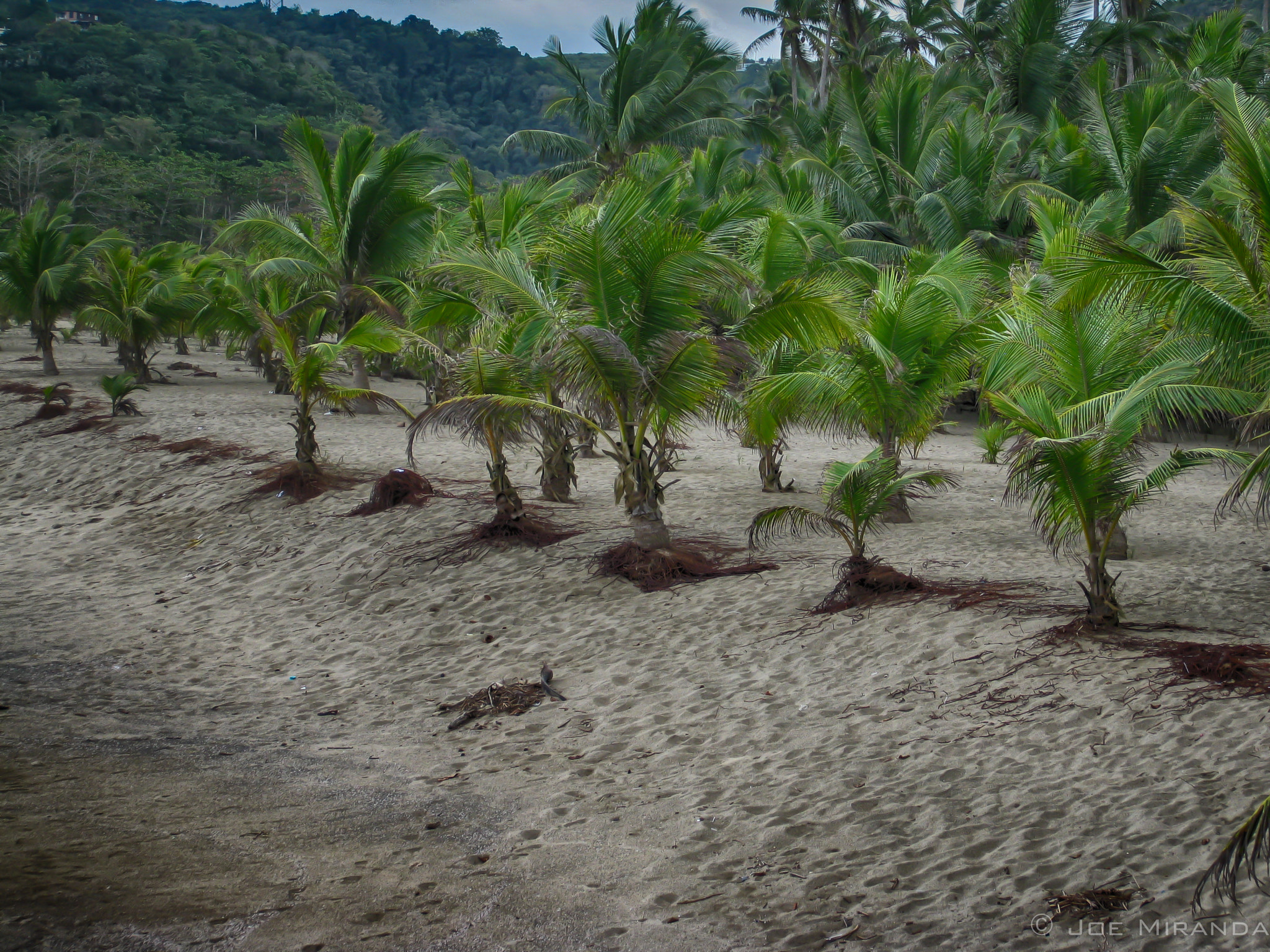Canon PowerShot SD890 IS (Digital IXUS 970 IS / IXY Digital 820 IS) sample photo. Puerto rico - palm trees photography