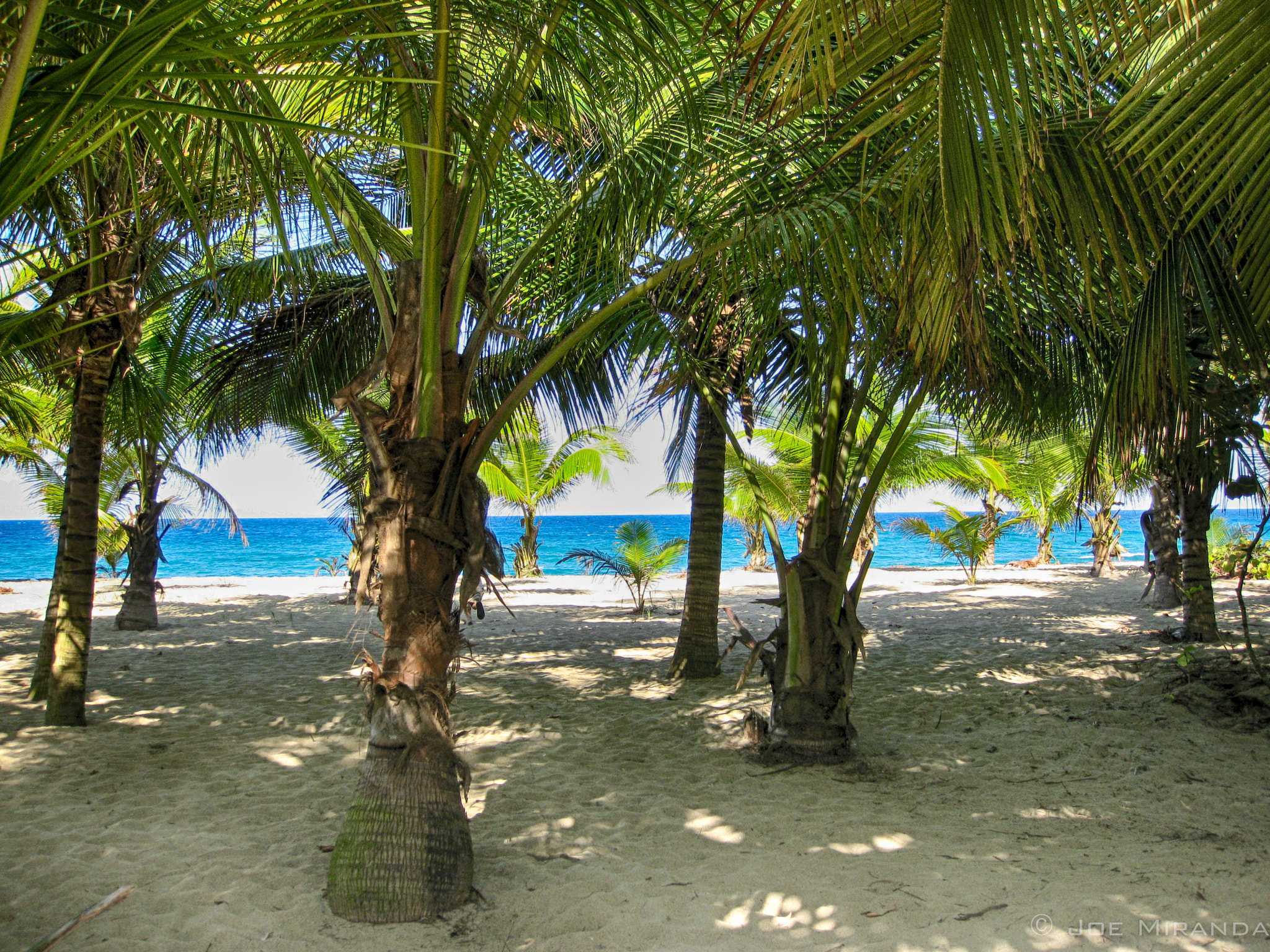 Canon PowerShot SD890 IS (Digital IXUS 970 IS / IXY Digital 820 IS) sample photo. Puerto rico - palm trees ii photography
