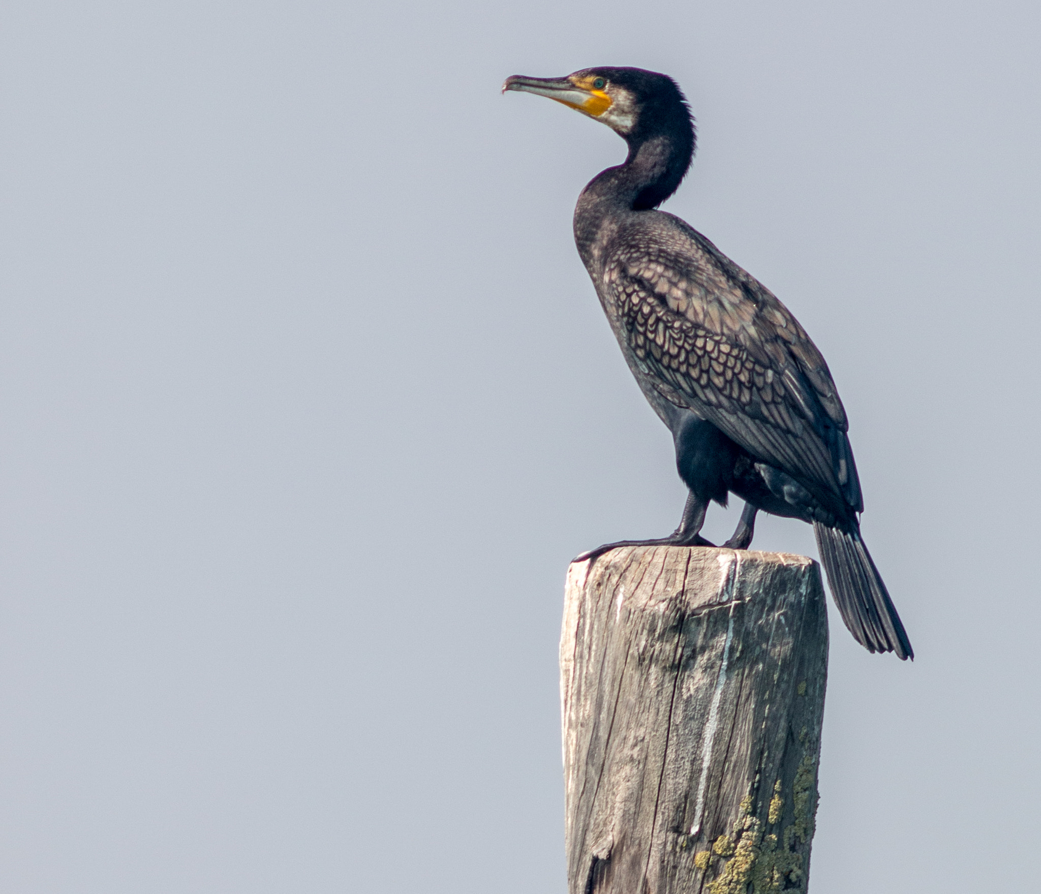 Canon EF 200mm f/2.8L II + 2x sample photo. Cormorant on pier i photography