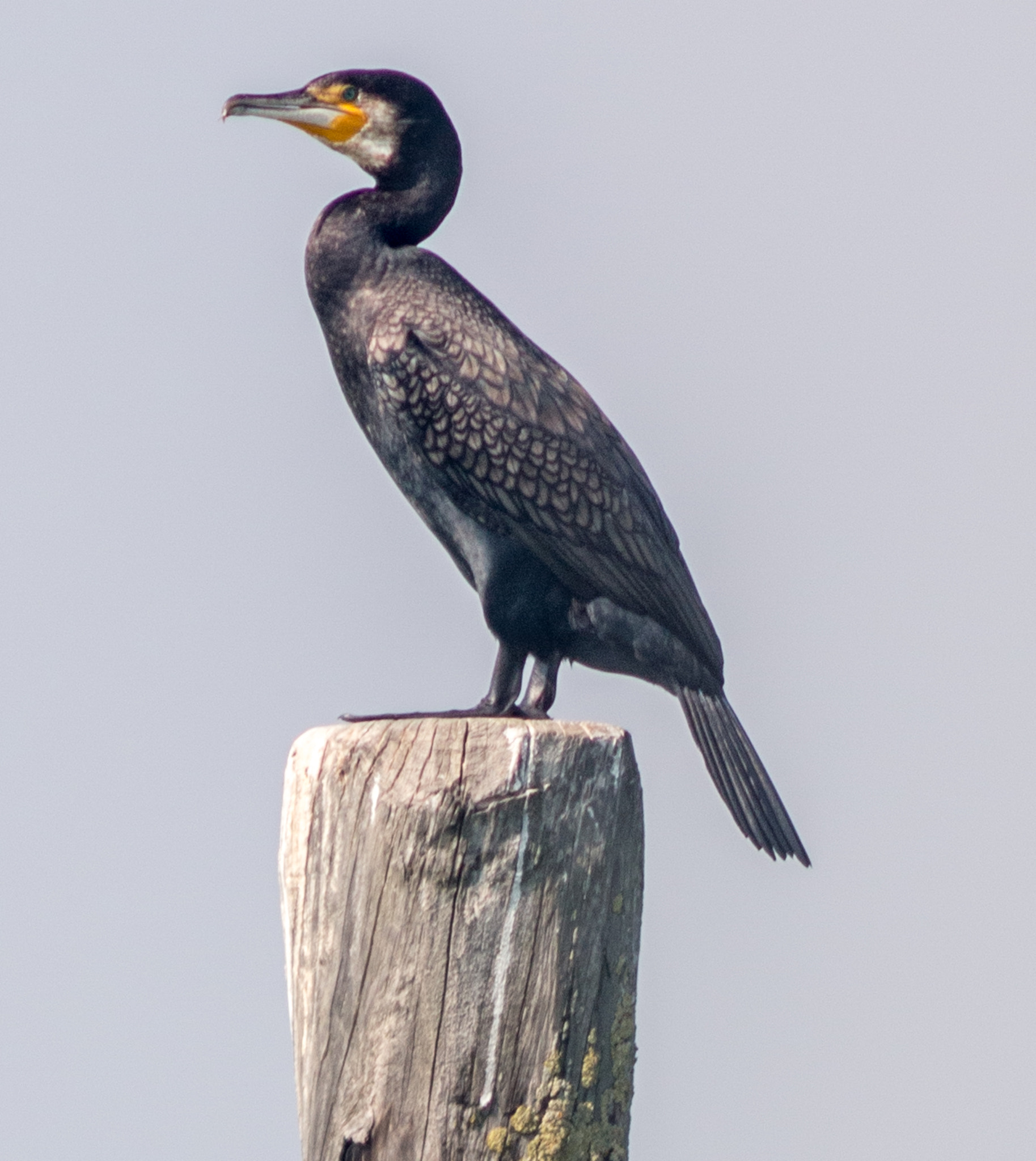 Canon EF 200mm f/2.8L II + 2x sample photo. Cormorant on pier ii photography