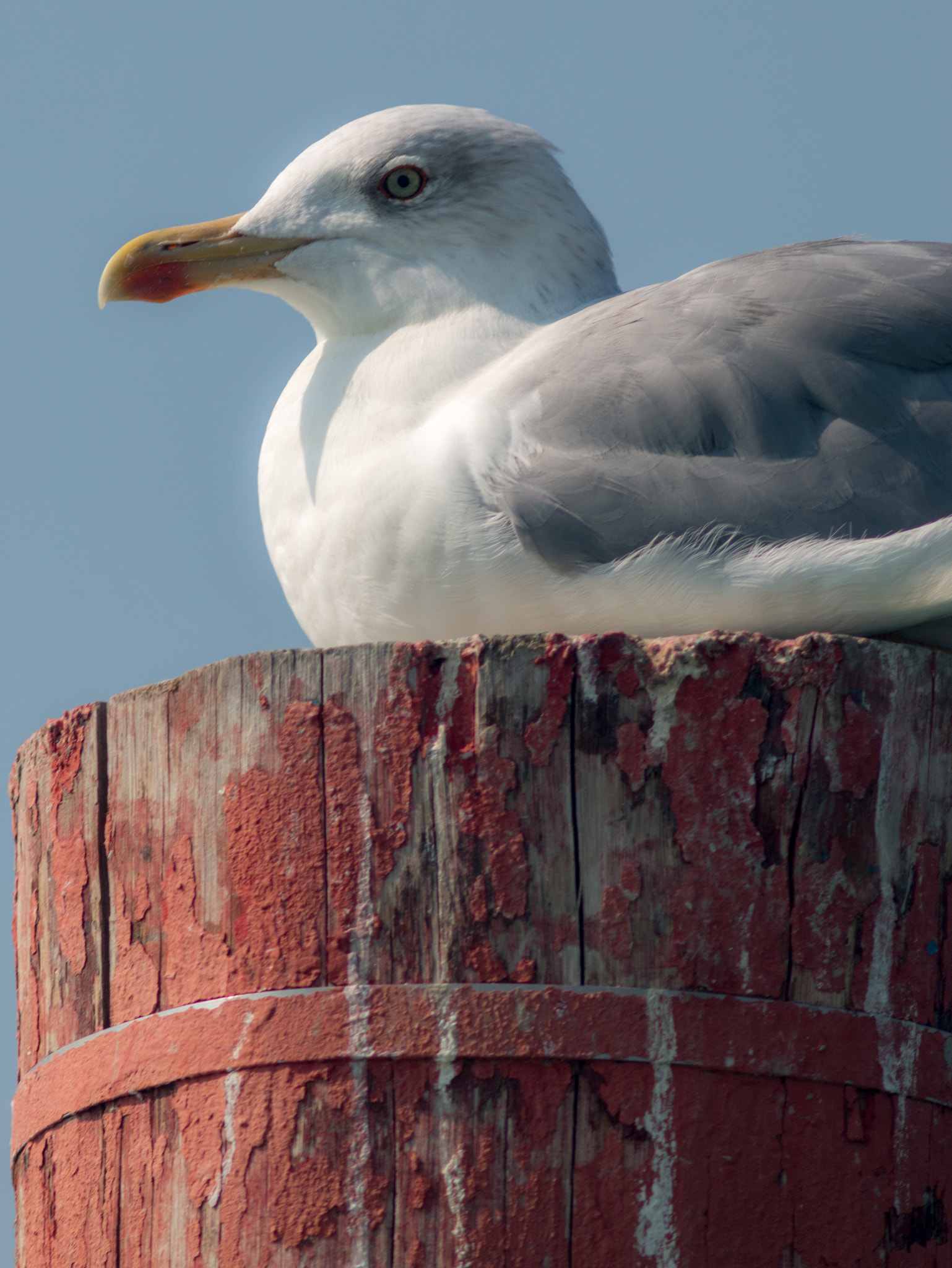 Canon EF 200mm f/2.8L II + 2x sample photo. Gull on pier photography