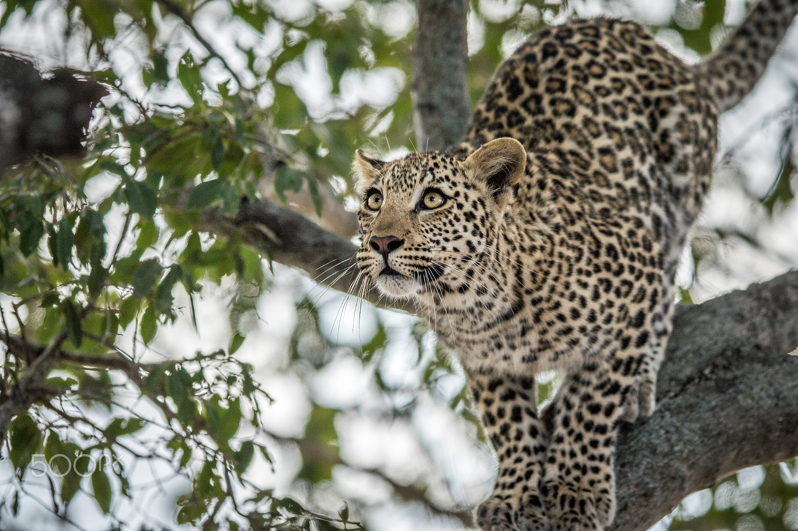 Canon EF 400mm F2.8L IS II USM sample photo. Jumping leopard photography