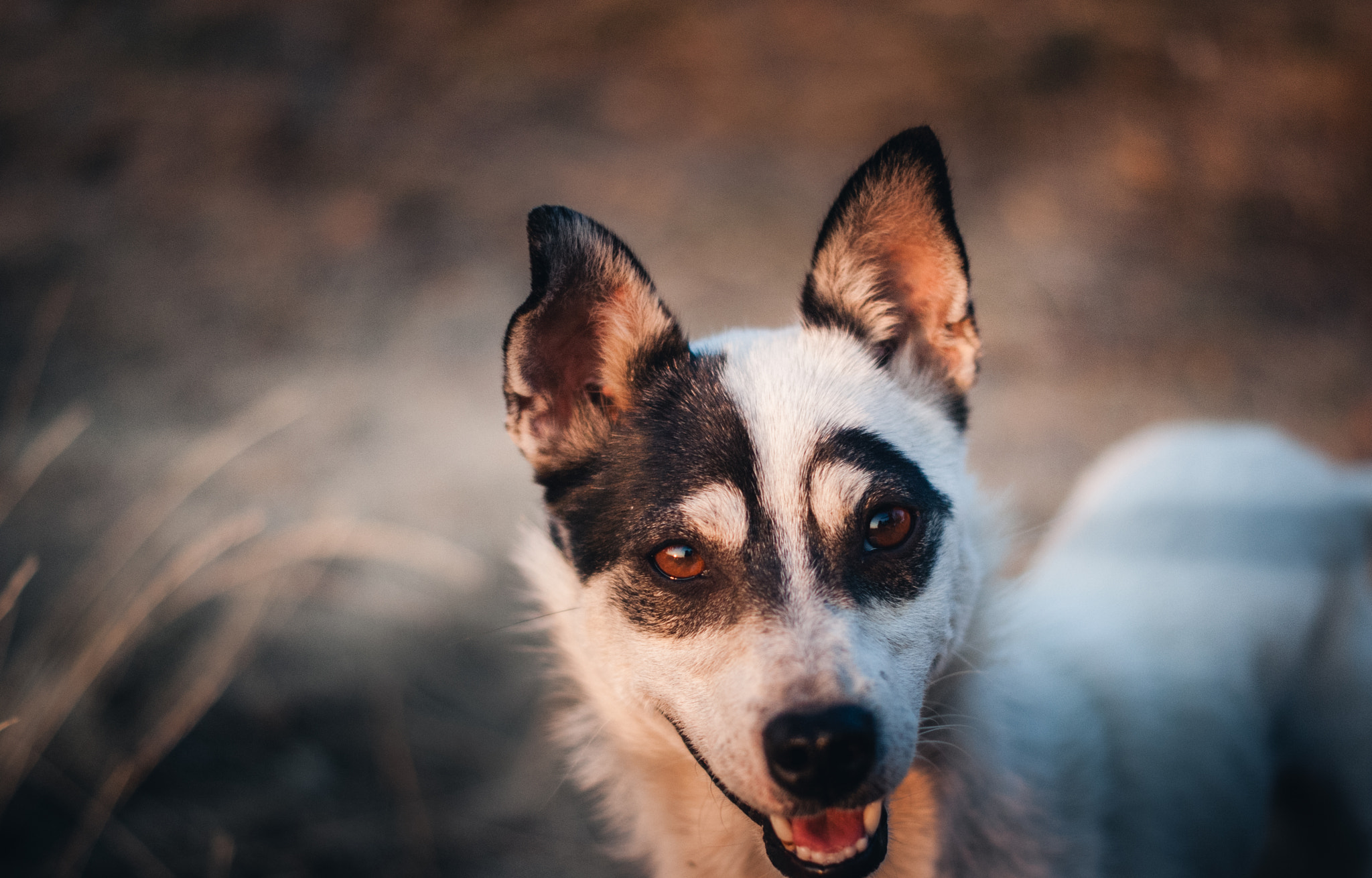 Sony Alpha DSLR-A200 + Sony DT 50mm F1.8 SAM sample photo. Yana...nope its oleg. photography