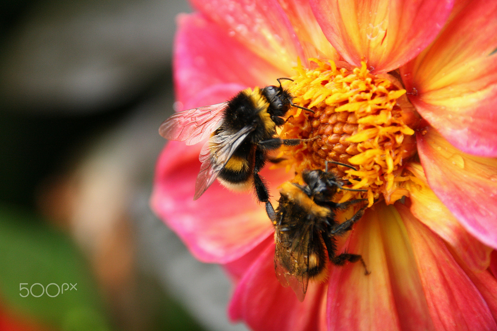 Canon EOS 1000D (EOS Digital Rebel XS / EOS Kiss F) sample photo. Together collect honey fun photography