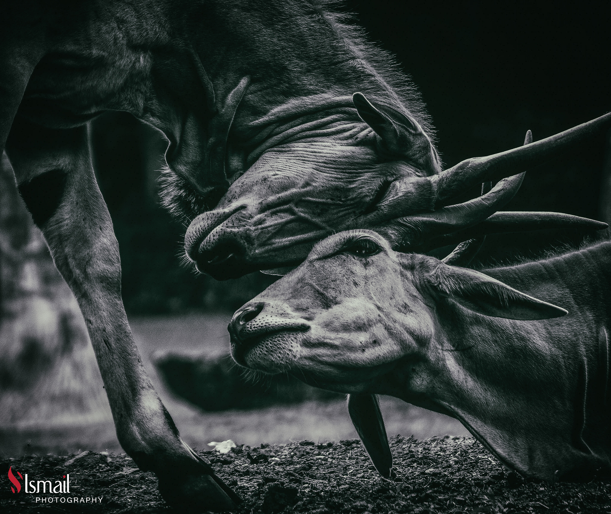 Nikon D7000 + Nikon PC-E Nikkor 24mm F3.5D ED Tilt-Shift sample photo. Lovely deers photography