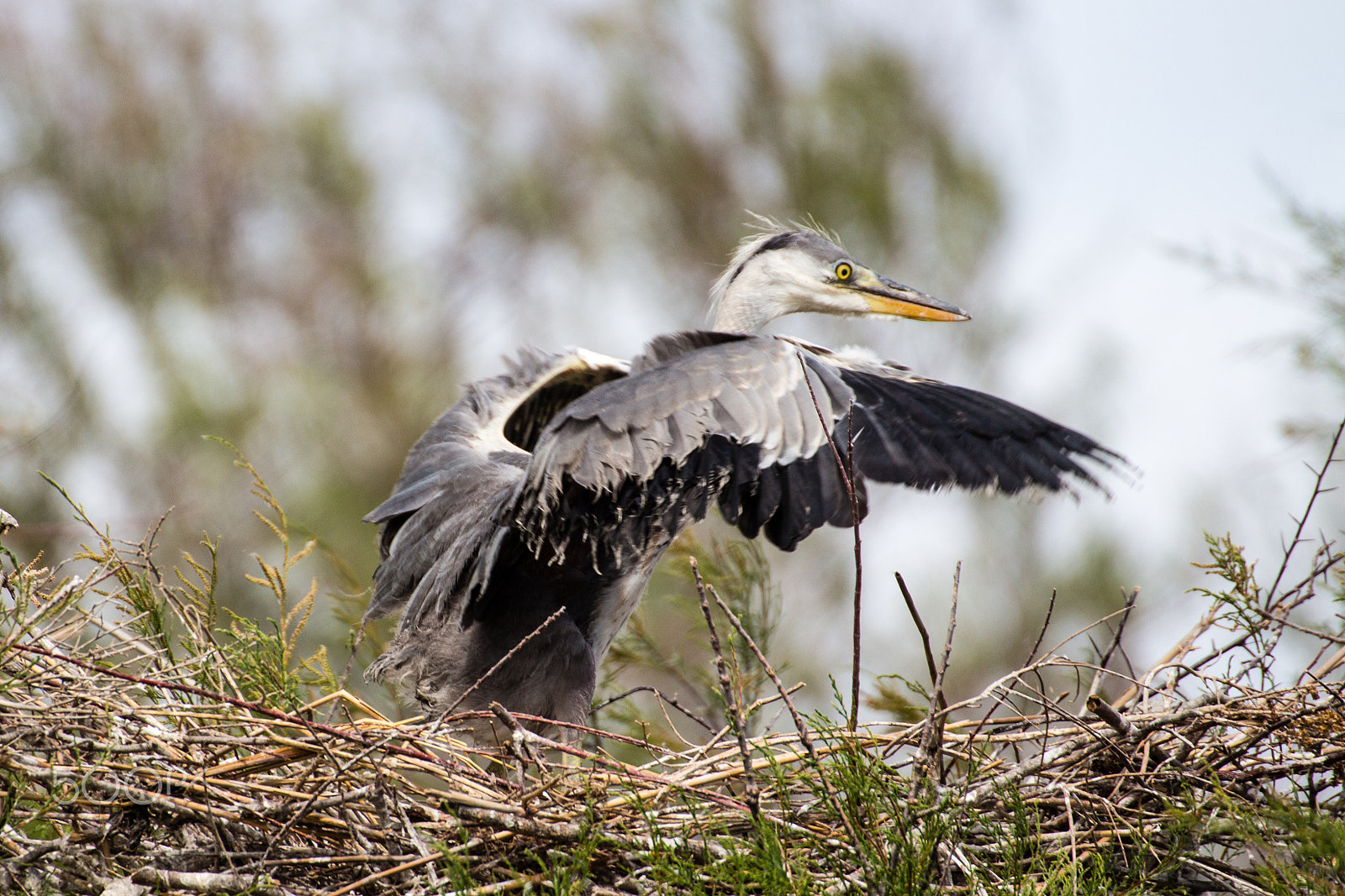 Canon EOS 650D (EOS Rebel T4i / EOS Kiss X6i) sample photo. Junger fischreiher photography