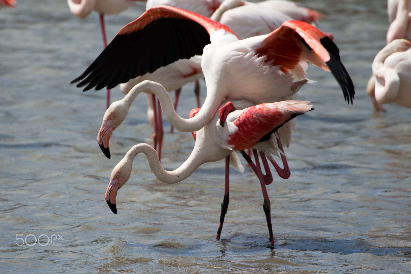 Canon EOS 650D (EOS Rebel T4i / EOS Kiss X6i) sample photo. Flamingos photography