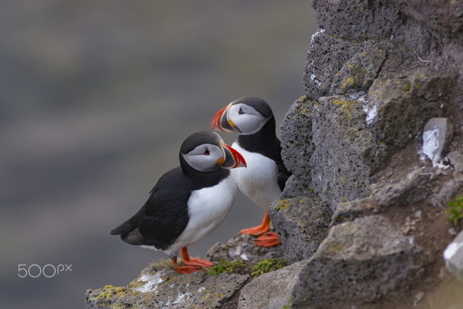 AF Zoom-Nikkor 80-200mm f/2.8 ED sample photo. Puffins photography