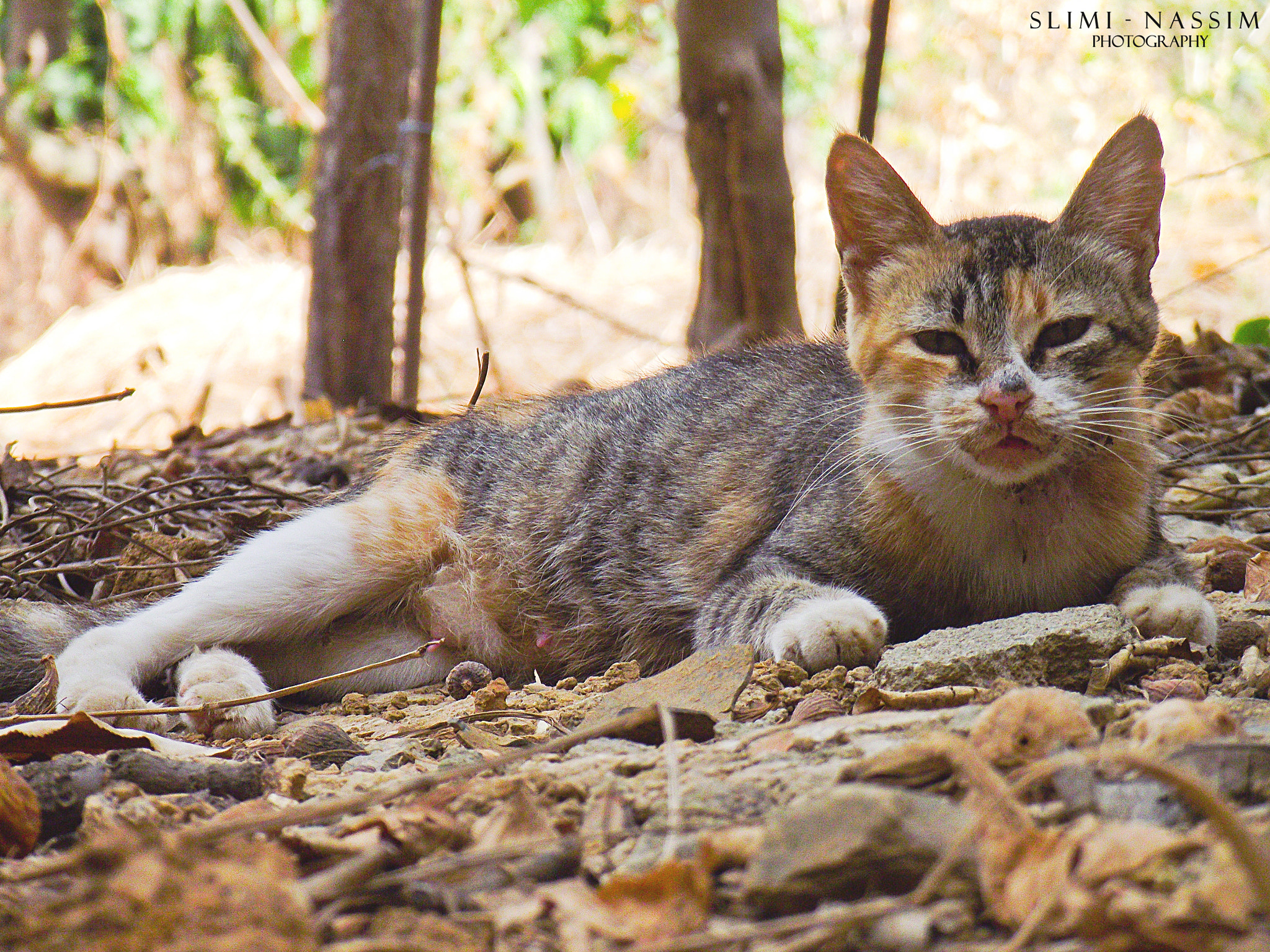 FujiFilm FinePix S1600 (FinePix S1770) sample photo. Chilling cat' photography