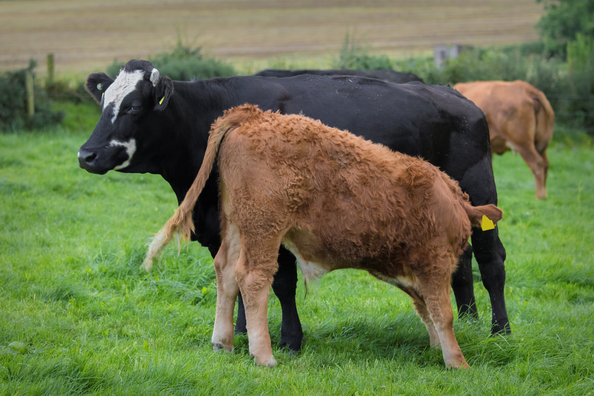 Canon EOS 80D + Canon EF 70-200mm F4L IS USM sample photo. Black cow and limousin calf photography