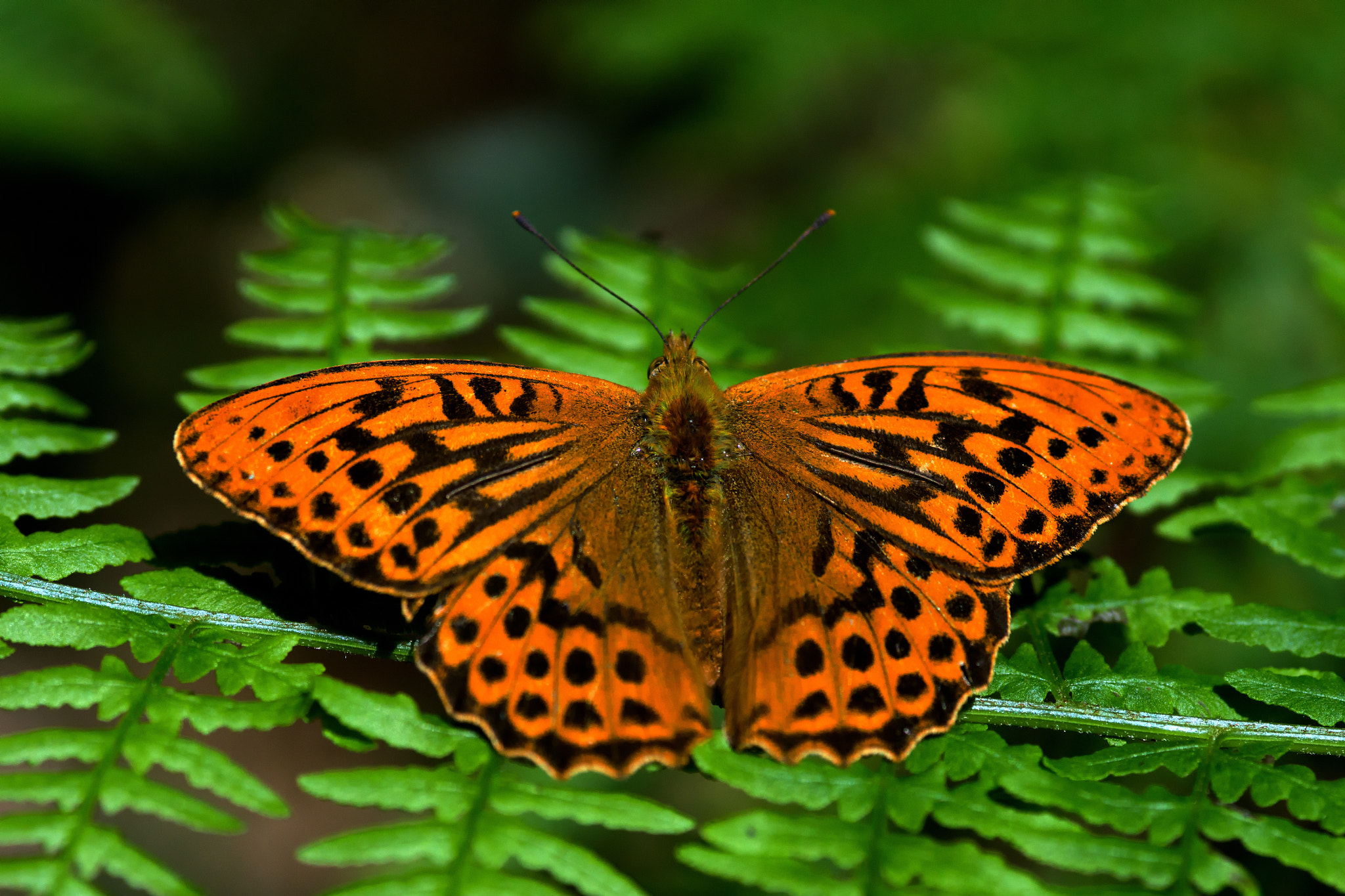 Sony SLT-A77 + Sigma AF 105mm F2.8 EX [DG] Macro sample photo. Pearl bordered fritillary photography