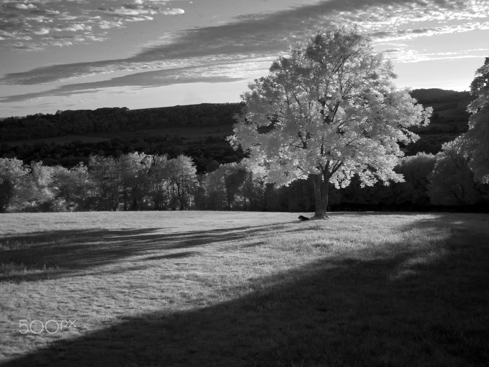 Canon PowerShot A800 sample photo. Dog under tree black and white photography