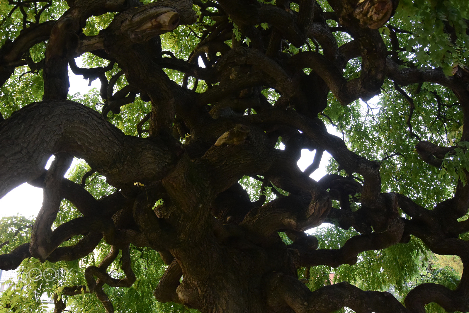 Nikon 1 S2 sample photo. Crawlingtree photography