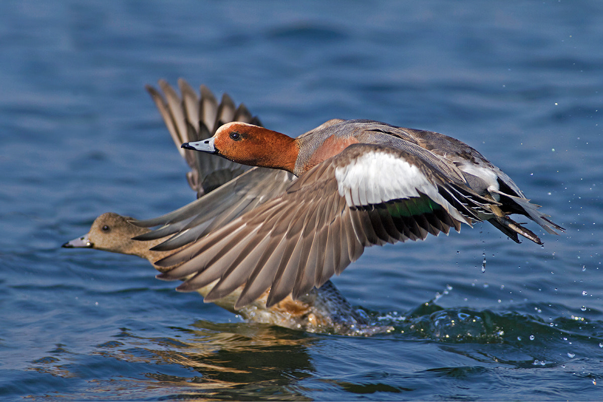 Canon EF 300mm f/2.8L + 2x sample photo. Widgeon photography