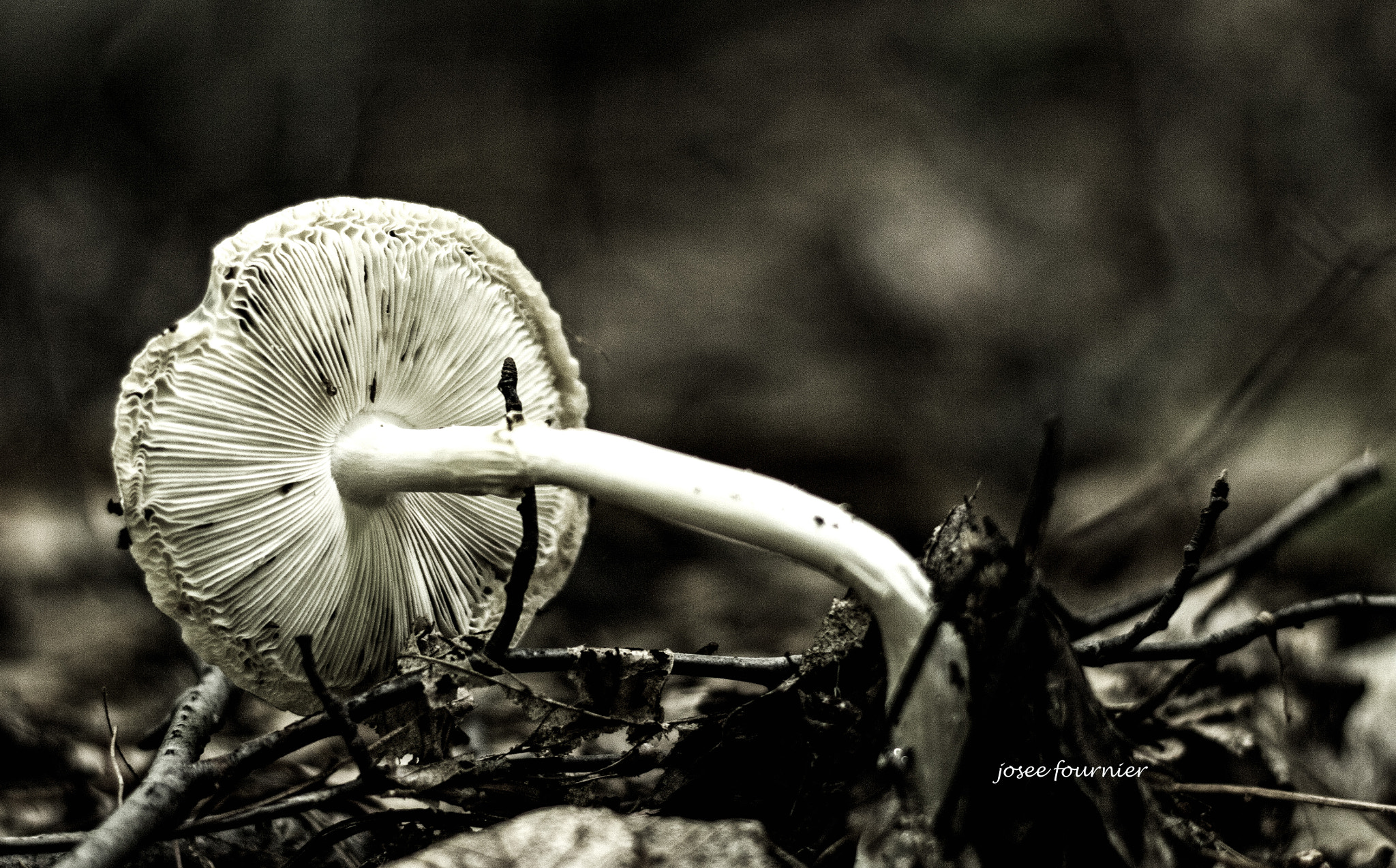 Canon EOS 760D (EOS Rebel T6s / EOS 8000D) sample photo. Champignons blanc photography