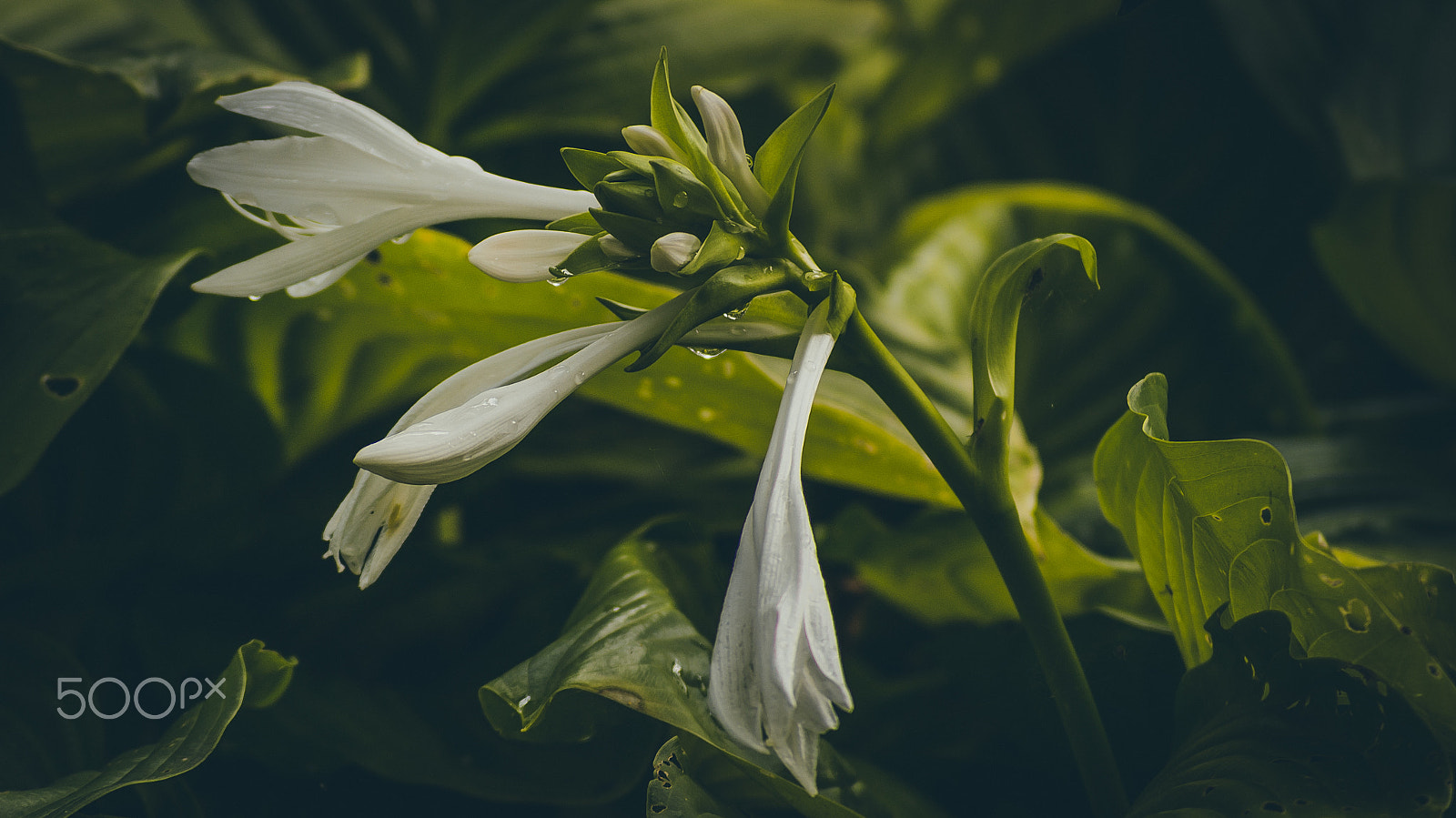 Sony DT 55-200mm F4-5.6 SAM sample photo. White lily photography