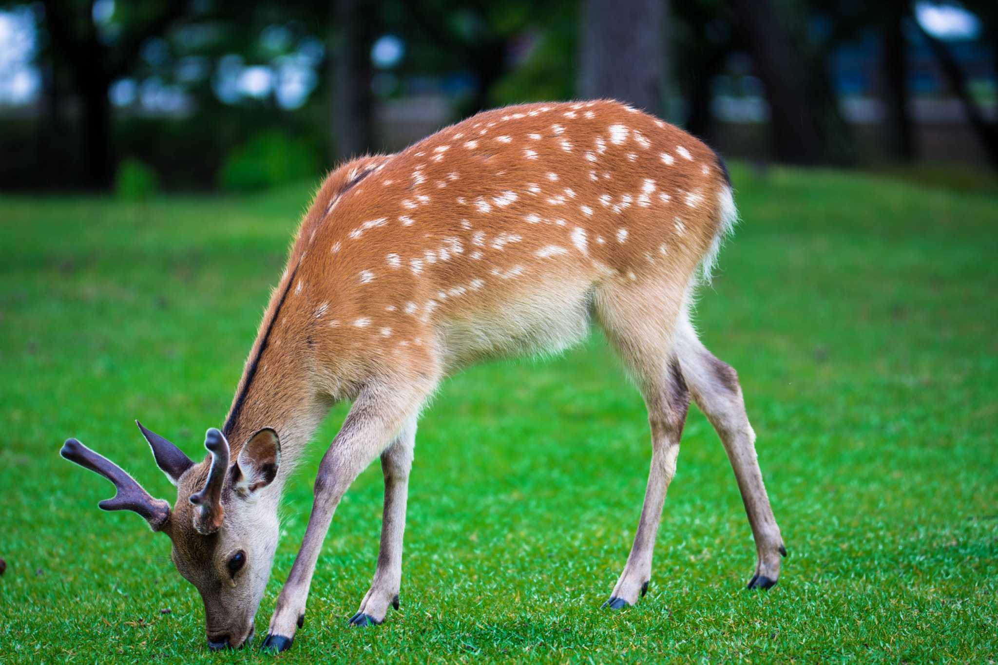 Nikon D5200 + Sigma 105mm F2.8 EX DG Macro sample photo. Nara deer photography