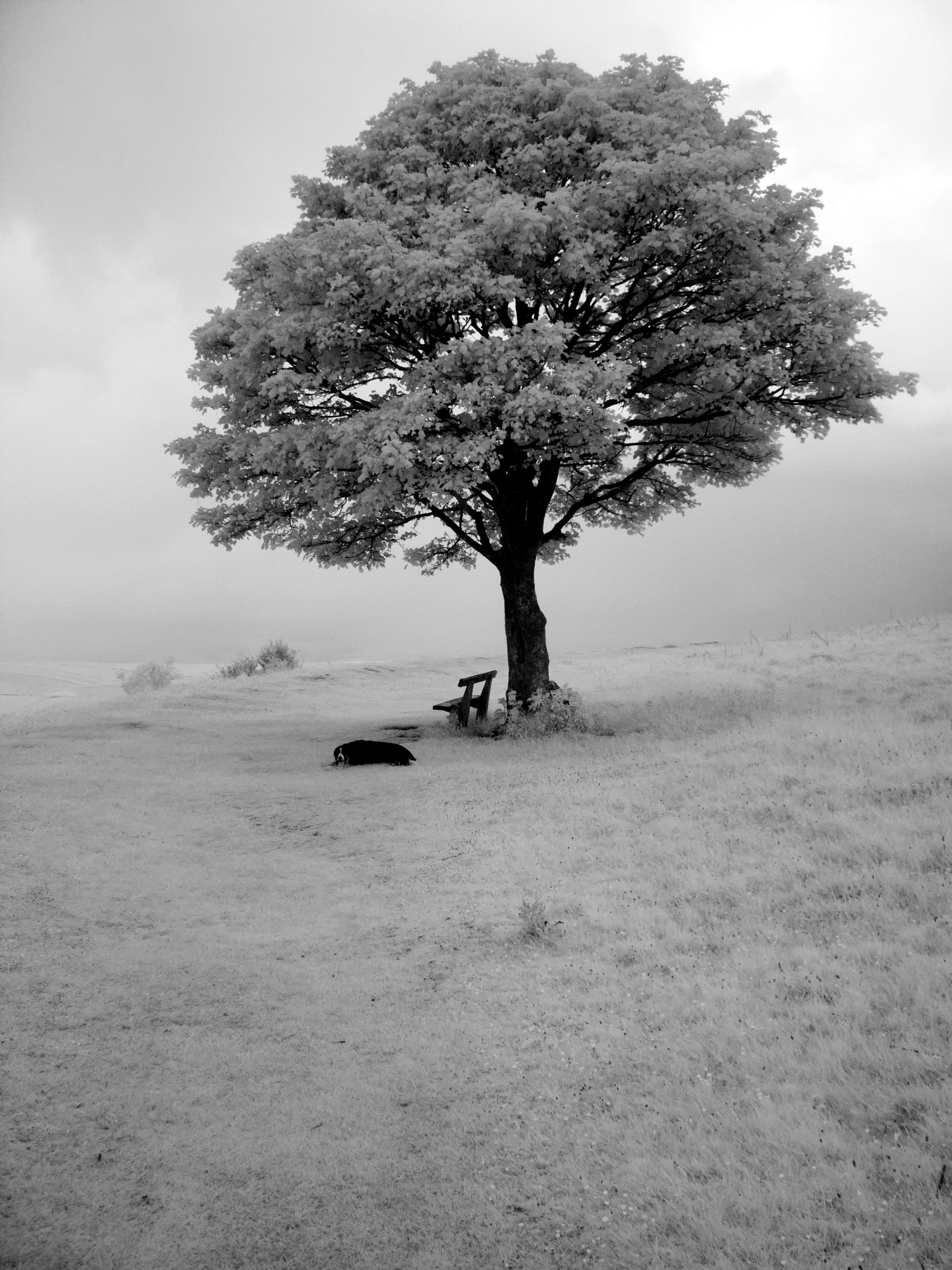 Canon PowerShot A800 sample photo. Mr wiggins my dog under tree black and white photography