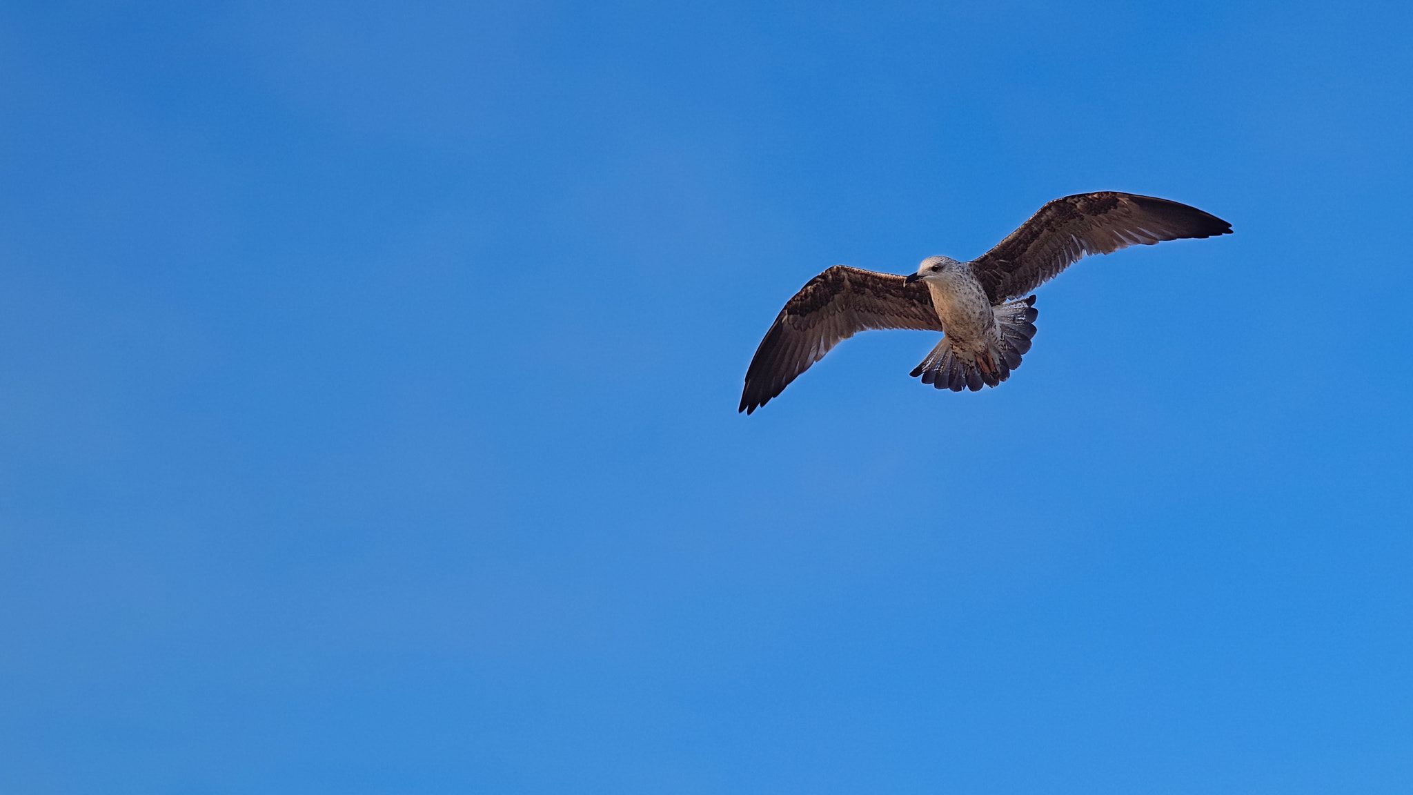 Pentax K-S1 sample photo. Seagull photography