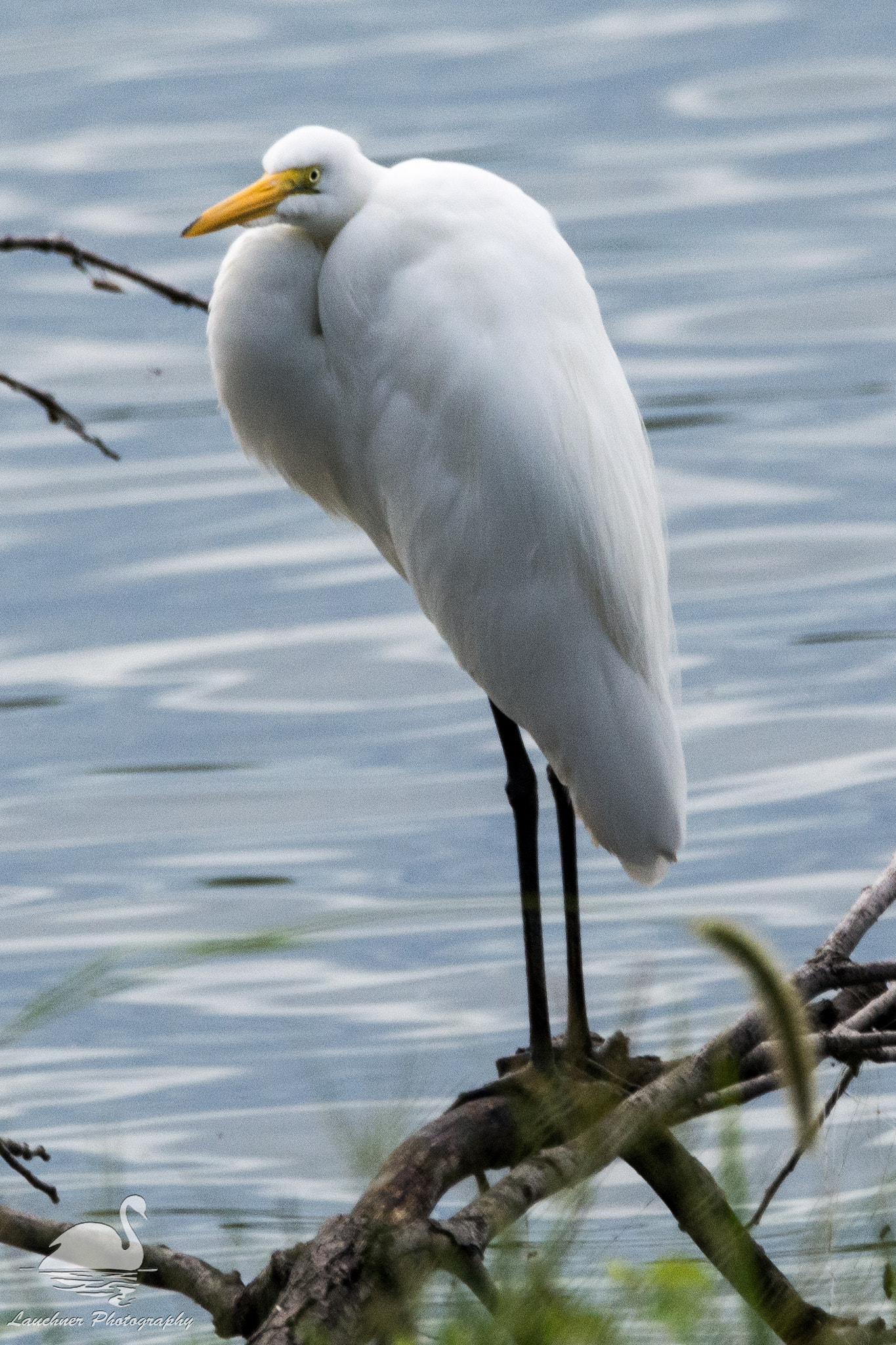 Sigma 150-600mm F5-6.3 DG OS HSM | C sample photo. Great egret photography