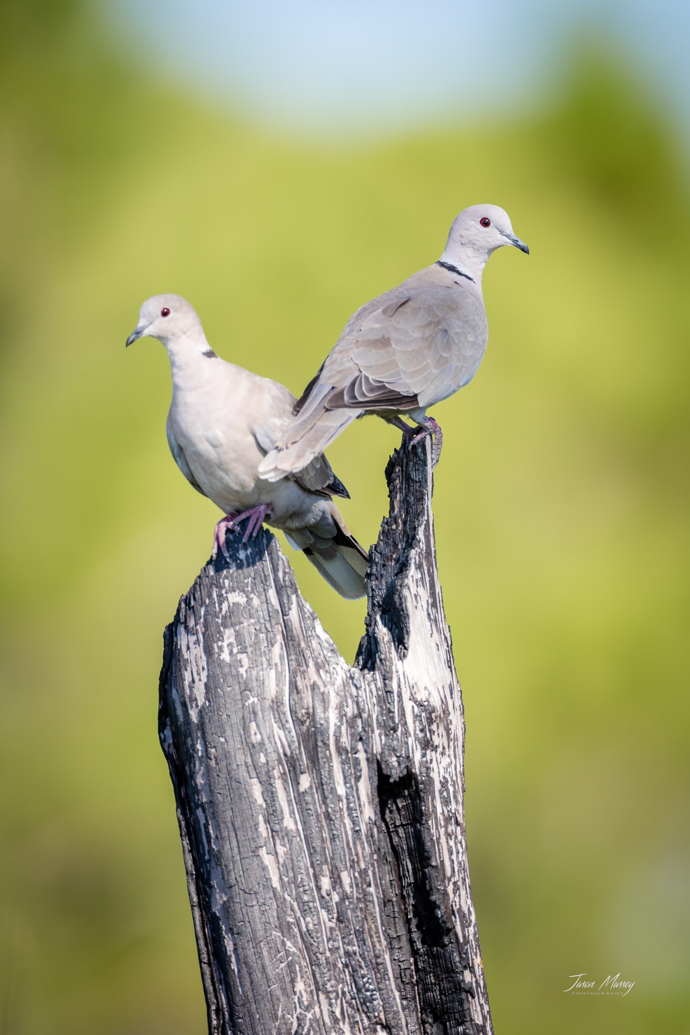 Canon EF 500mm F4L IS USM sample photo. Eurasian collared-doves photography