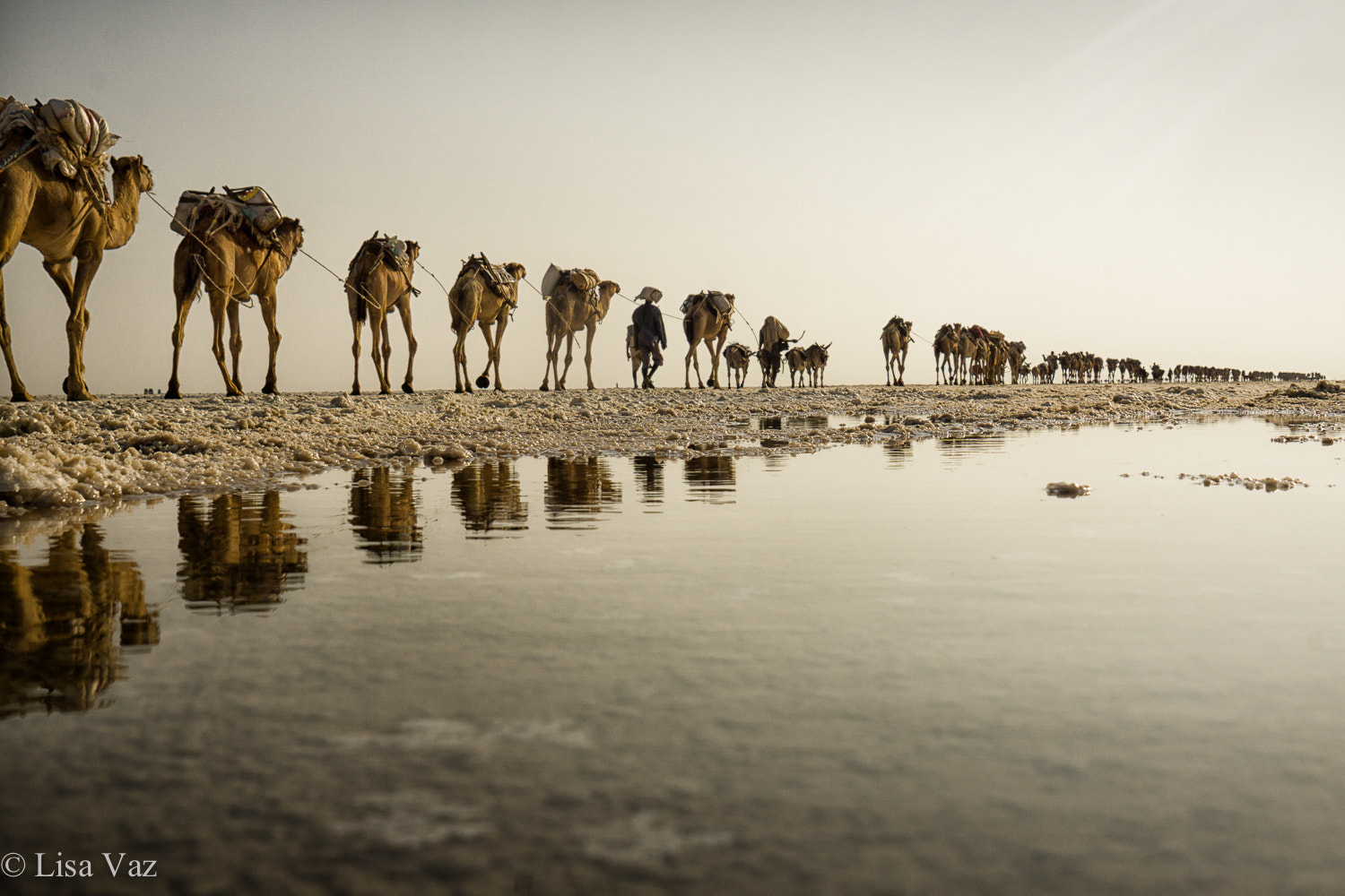 Sony a6000 + Sony Vario Tessar T* FE 24-70mm F4 ZA OSS sample photo. The salt caravans of the afar desert photography