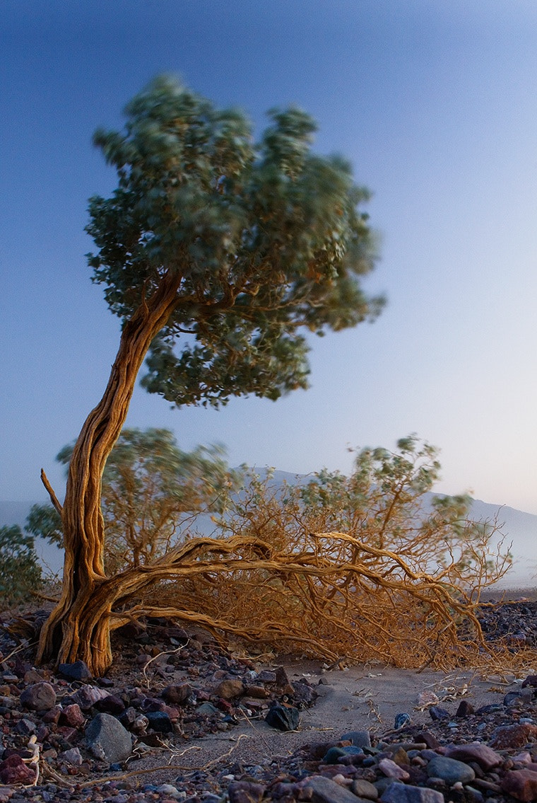 Canon EOS 50D + Canon EF 24-70mm F2.8L USM sample photo. A venture out during a clearing sand storm did not ... photography