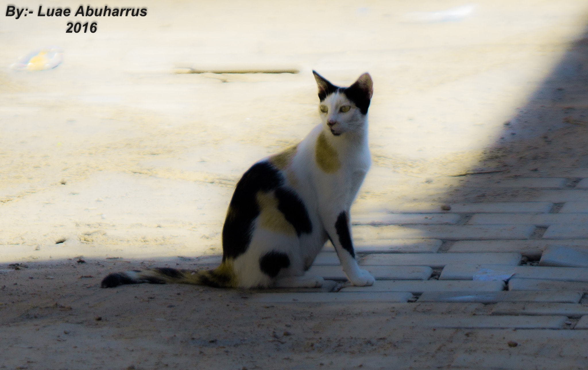 Canon EF 70-200mm F2.8L USM sample photo. Img photography