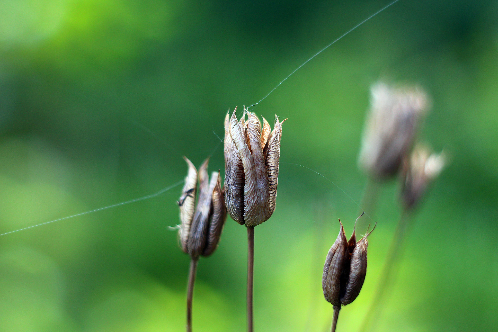 Canon EF 35-80mm f/4-5.6 sample photo. Img photography