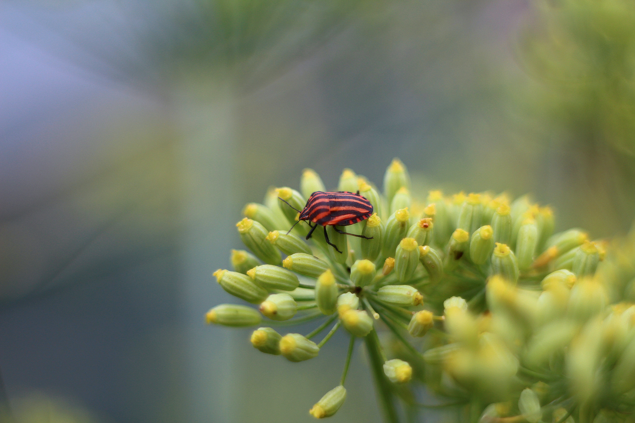 Canon EF 35-80mm f/4-5.6 sample photo. Img photography