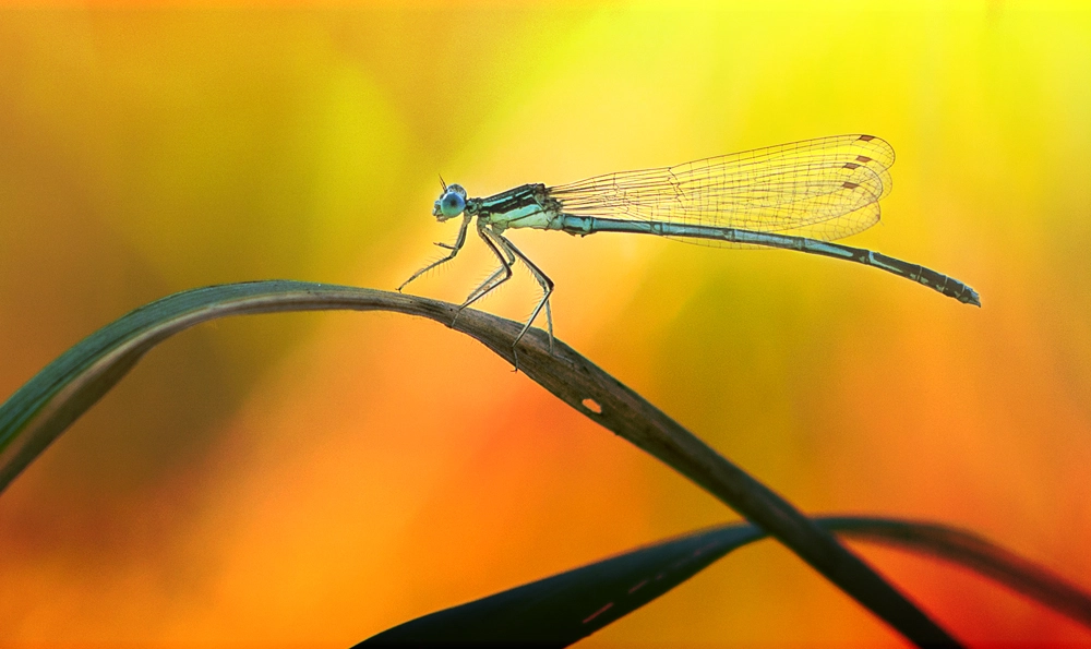 Canon EOS 60D + Canon EF 100mm F2.8L Macro IS USM sample photo. Dragonfly arrow photography