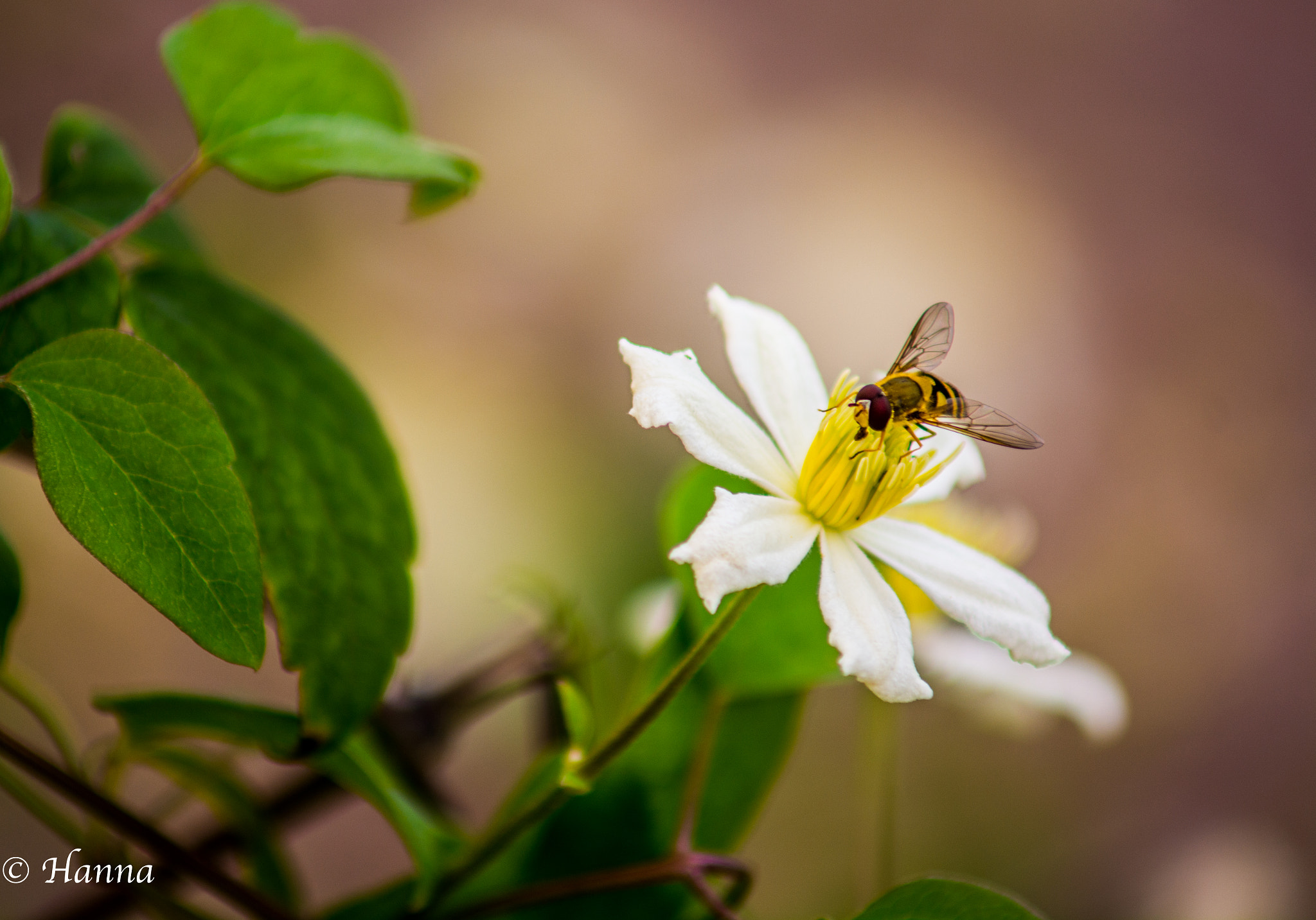 Nikon D7100 + AF Zoom-Nikkor 70-210mm f/4 sample photo