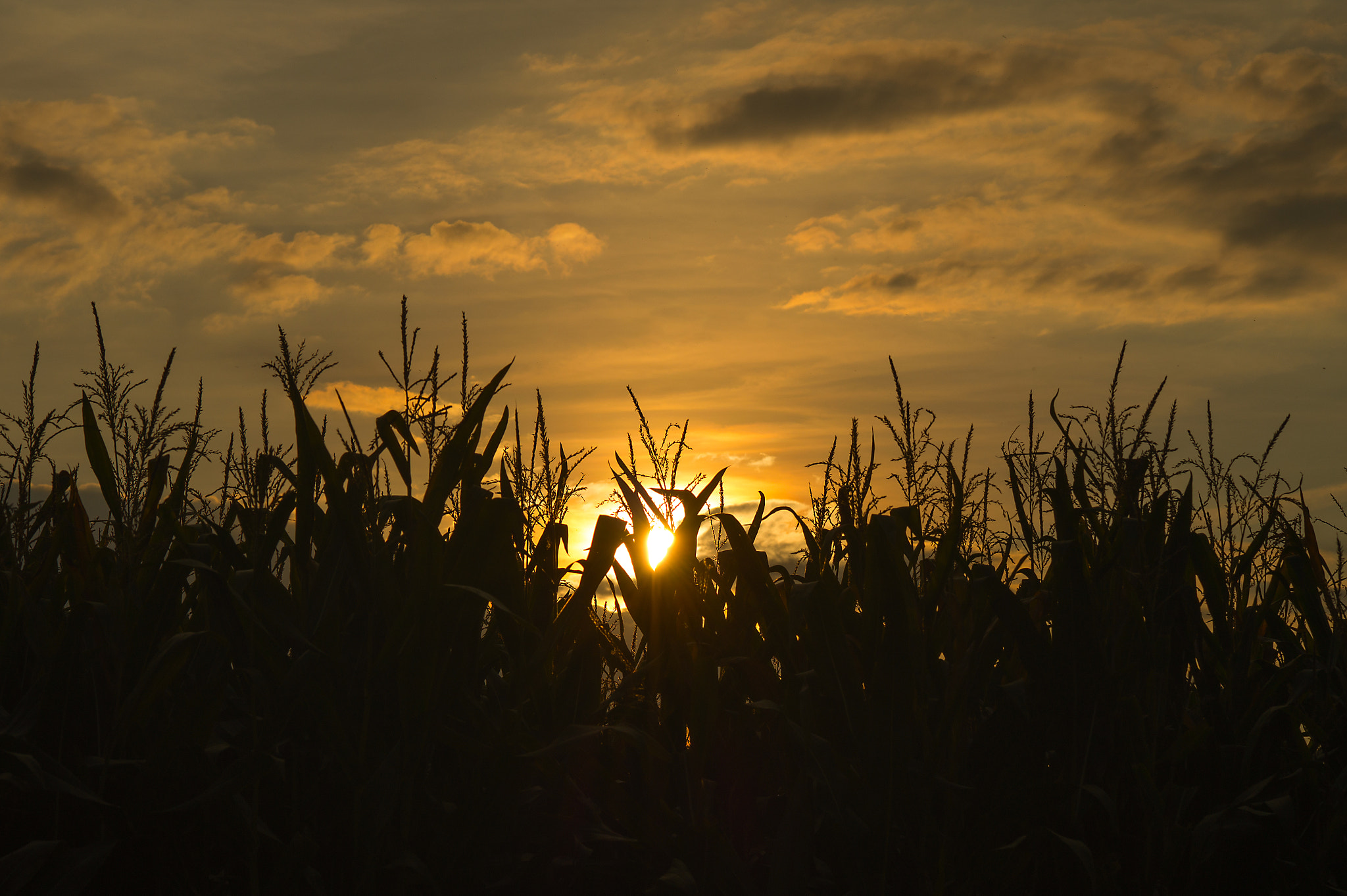 Tamron SP 70-300mm F4-5.6 Di USD sample photo. Sunset over corn photography