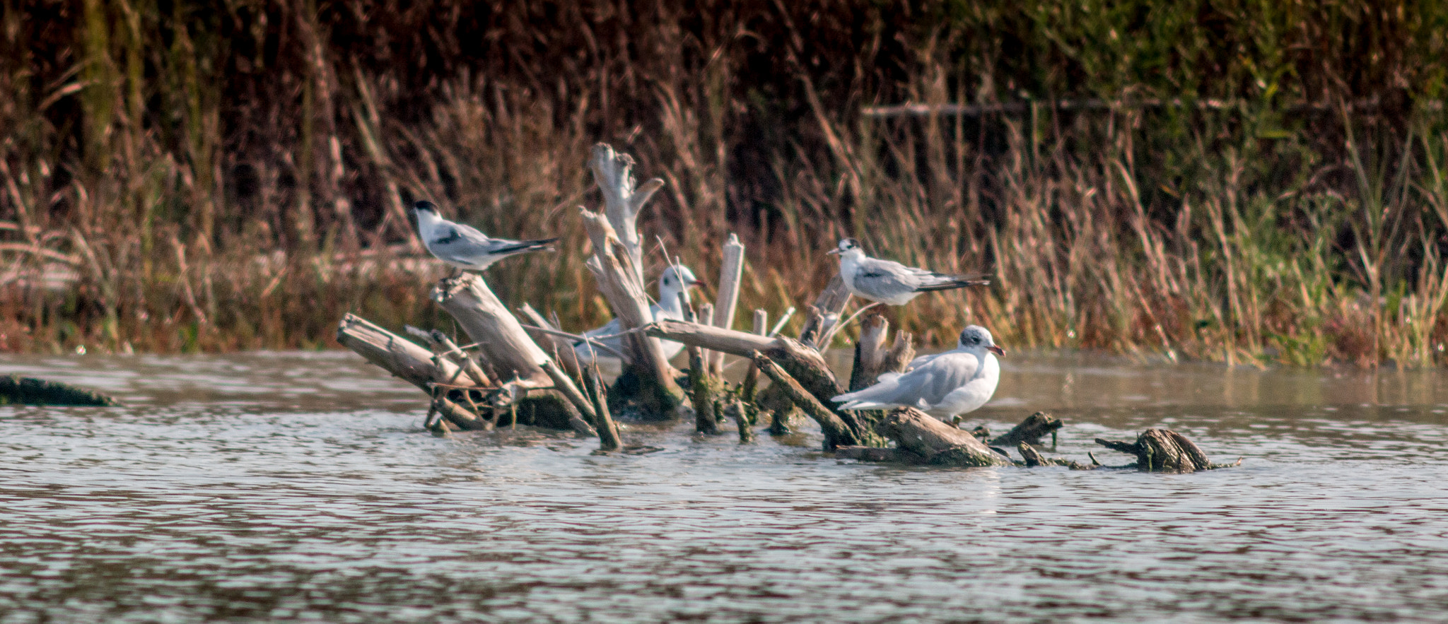 Canon EF 200mm f/2.8L II + 2x sample photo. A gathering of the flock photography